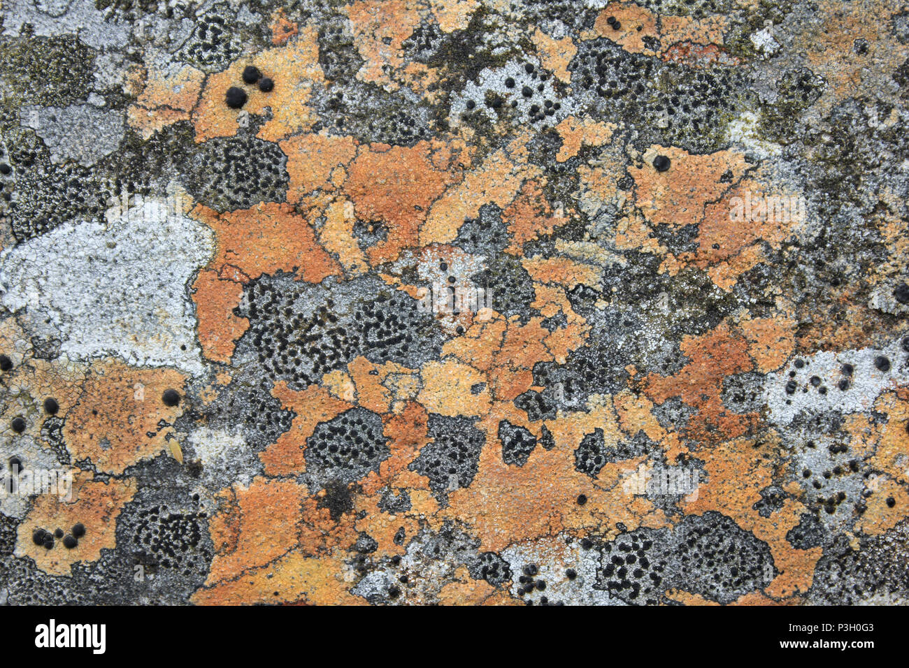 Moorland Lichen compresi Crustose licheni Rhizocarpon oederi, Pertusaria corallina Foto Stock