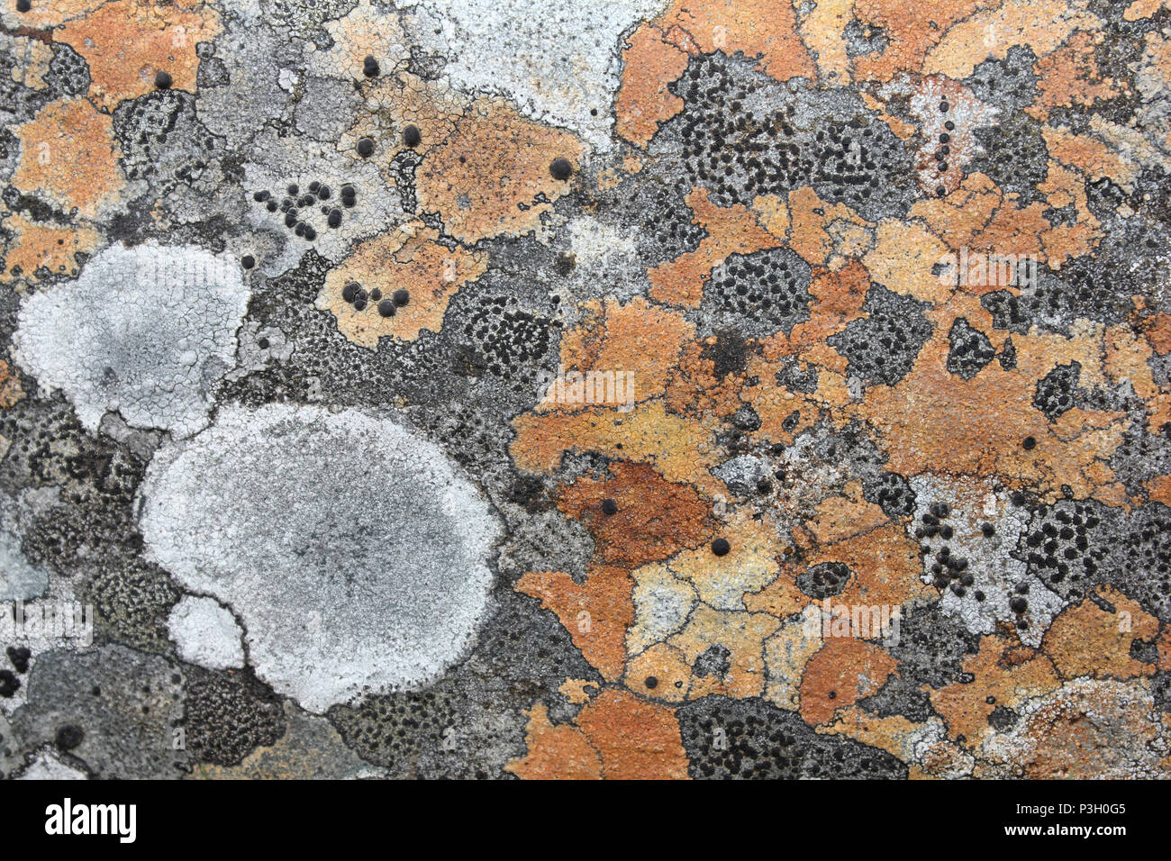 Moorland Lichen compresi Crustose licheni Rhizocarpon oederi, Pertusaria corallina Foto Stock