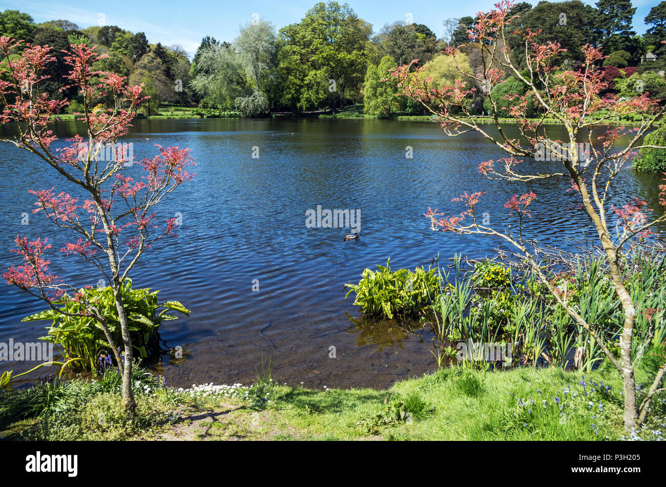 Un po' di swing di anatra su un bellissimo lago incorniciato da due alberi. Foto Stock