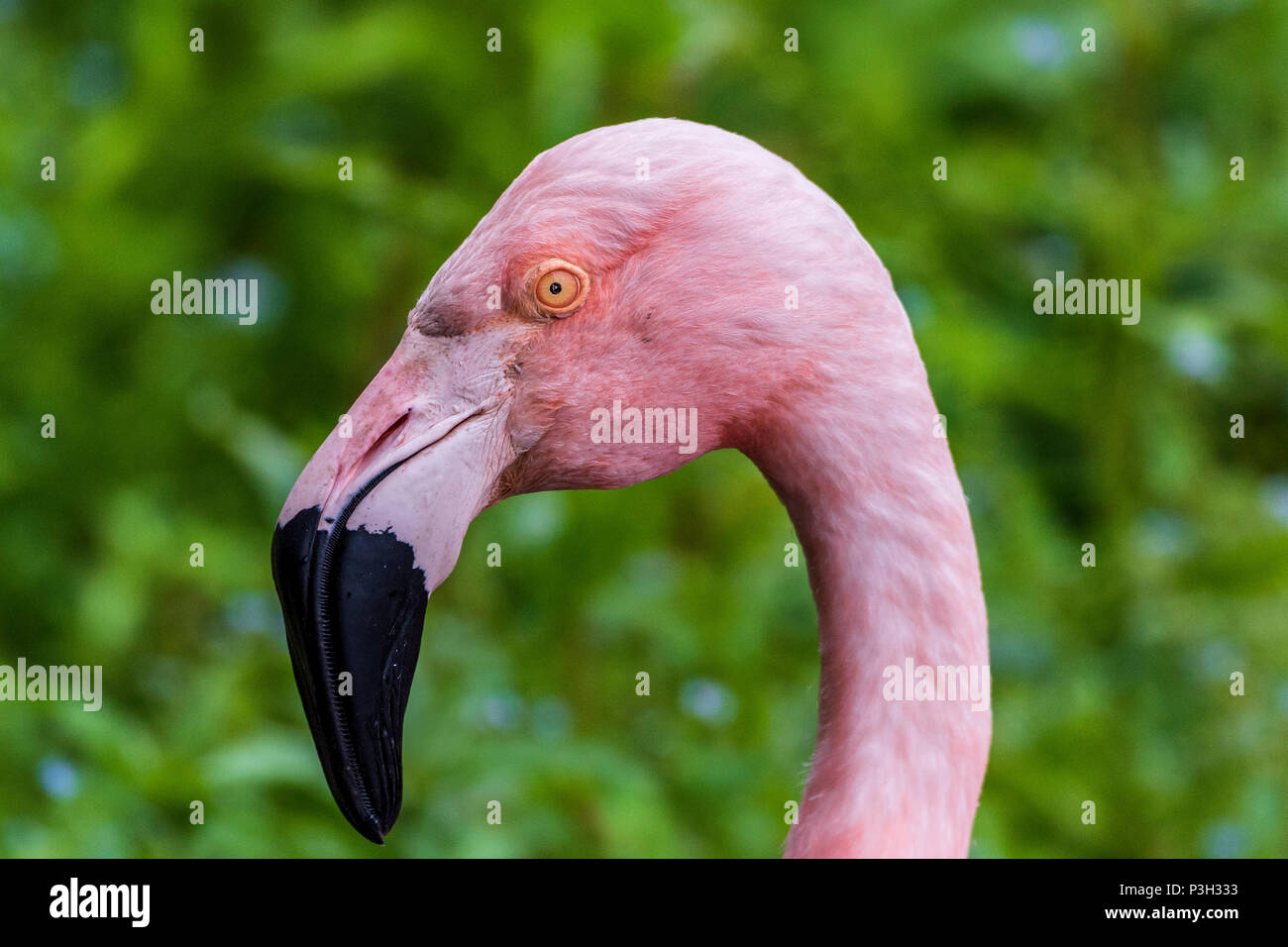 Flamingo. Bird. Animale Foto Stock
