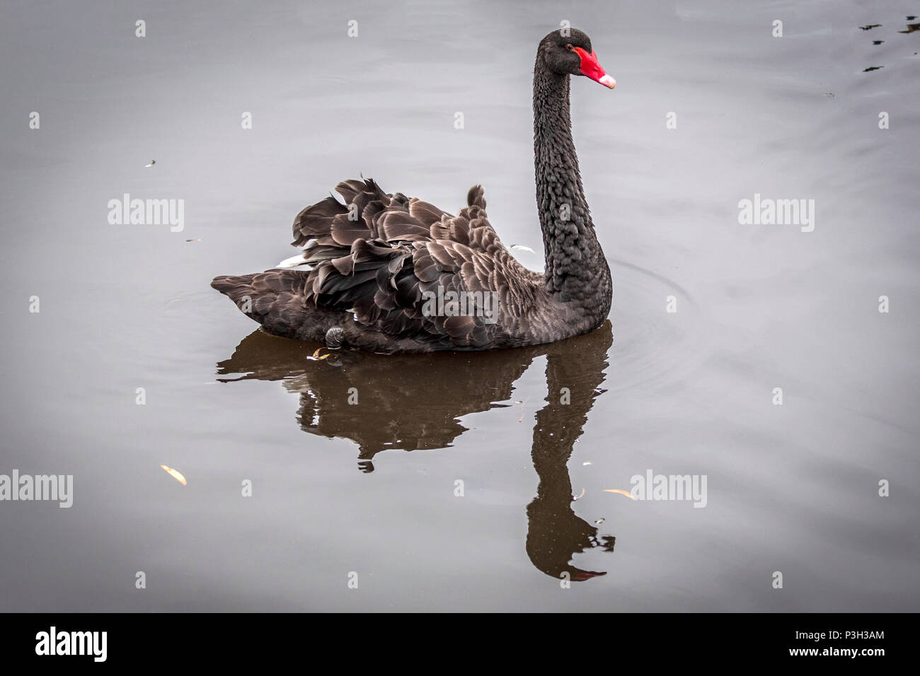 Black Swan. Bird. Animale Foto Stock