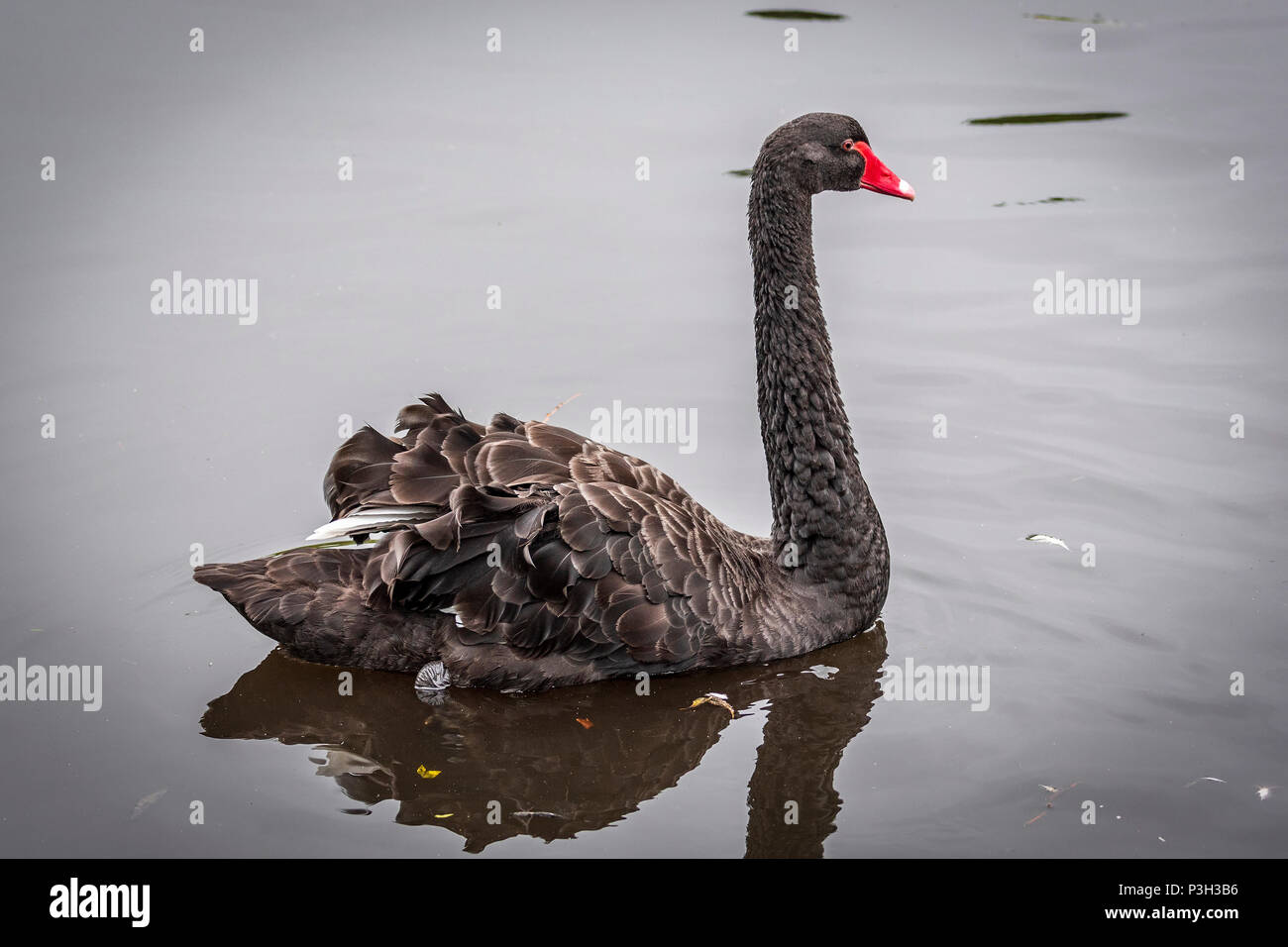 Black Swan. Bird. Animale Foto Stock