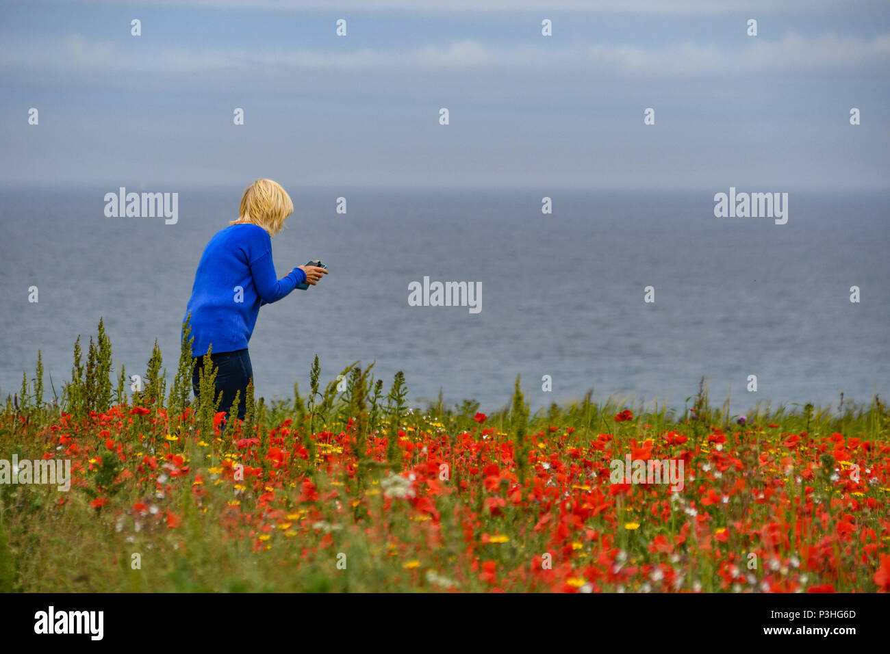 , Crantock Cornwall, Regno Unito. Il 19 giugno 2018. Regno Unito Meteo. Un caldo, se giorno nuvoloso in North Cornwall. Visto qui il West Pentire campi arabili progetto. Questa area è gestita in modo specifico come una riserva naturale. In questo momento dell'anno i campi sono pieni di papaveri e cornflowers. In aria è il suono costante di le allodole. Il regime è gestito da Natural England, il loro farm inquilini e il National Trust. Credito: Simon Maycock/Alamy Live News Foto Stock