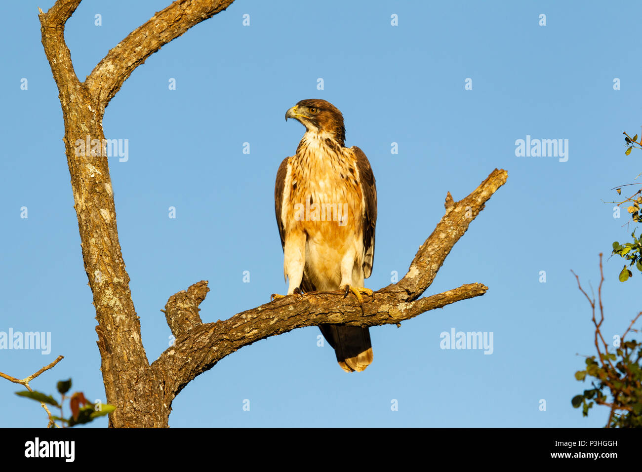 Bruno Eagle Aquila rapax appollaiate in un vecchio albero morto nelle pianure Mkuze, Sud Africa Foto Stock