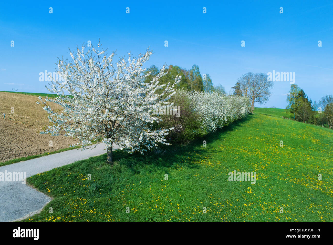 Kirschblüte, Bayern, Deutschland Foto Stock