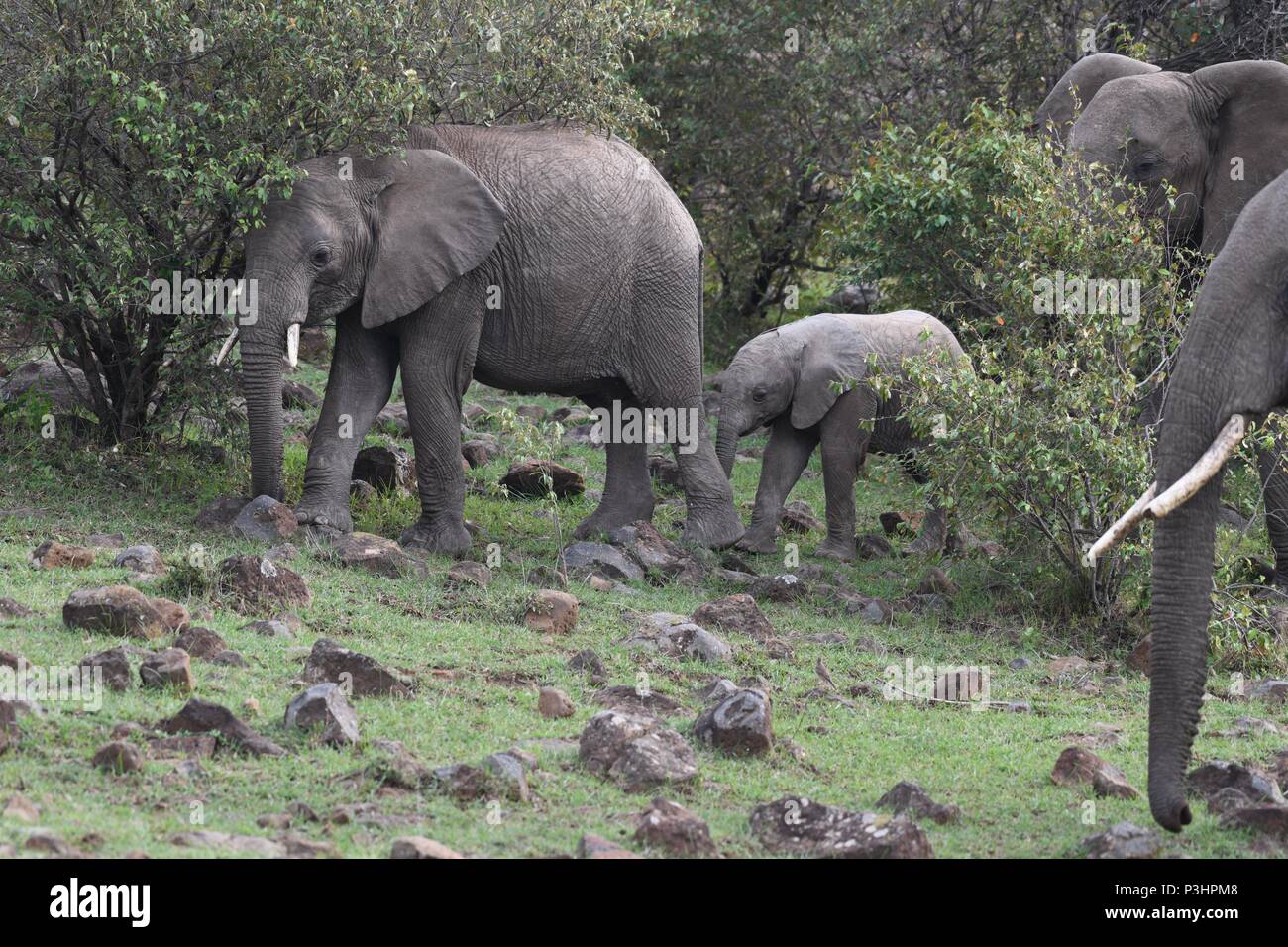 Branco di elefanti a Mahali Mzuri nella zona di Olare Motorogi Conservancy, il Masai Mara, Kenya, Africa orientale. Genere Loxodonta. Foto Stock