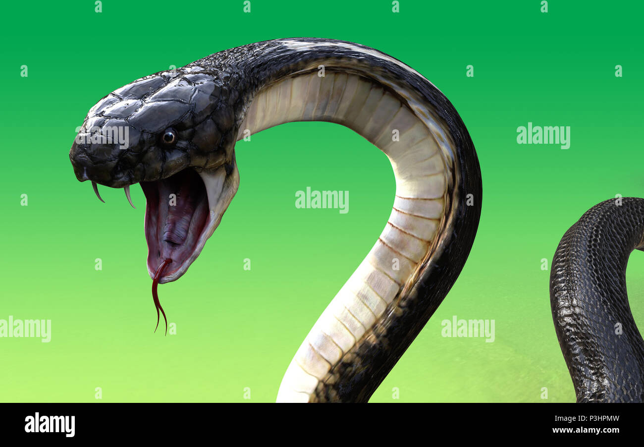 Re Cobra Serpente Nero la più lunga del mondo di serpenti velenosi isolato su sfondo verde. Foto Stock