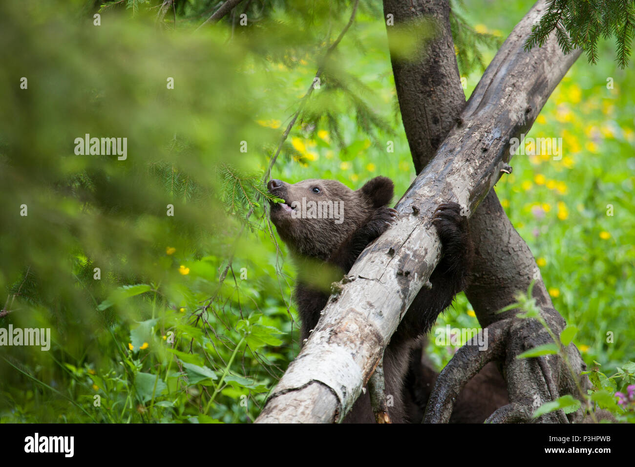 Bear Cub mangiare pianta di abete holding con artigli un albero in verde chiaro e giallo di campo dei fiori Foto Stock