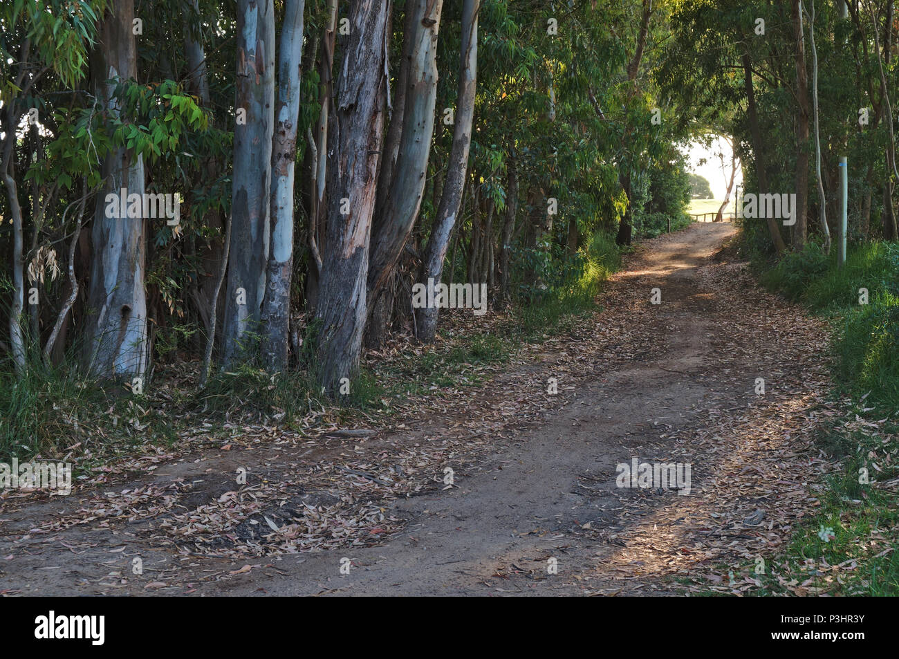 Percorso escursionistico Sao Lourenco trail nel Ludo-Quinta do Lago. Algarve Portogallo Foto Stock