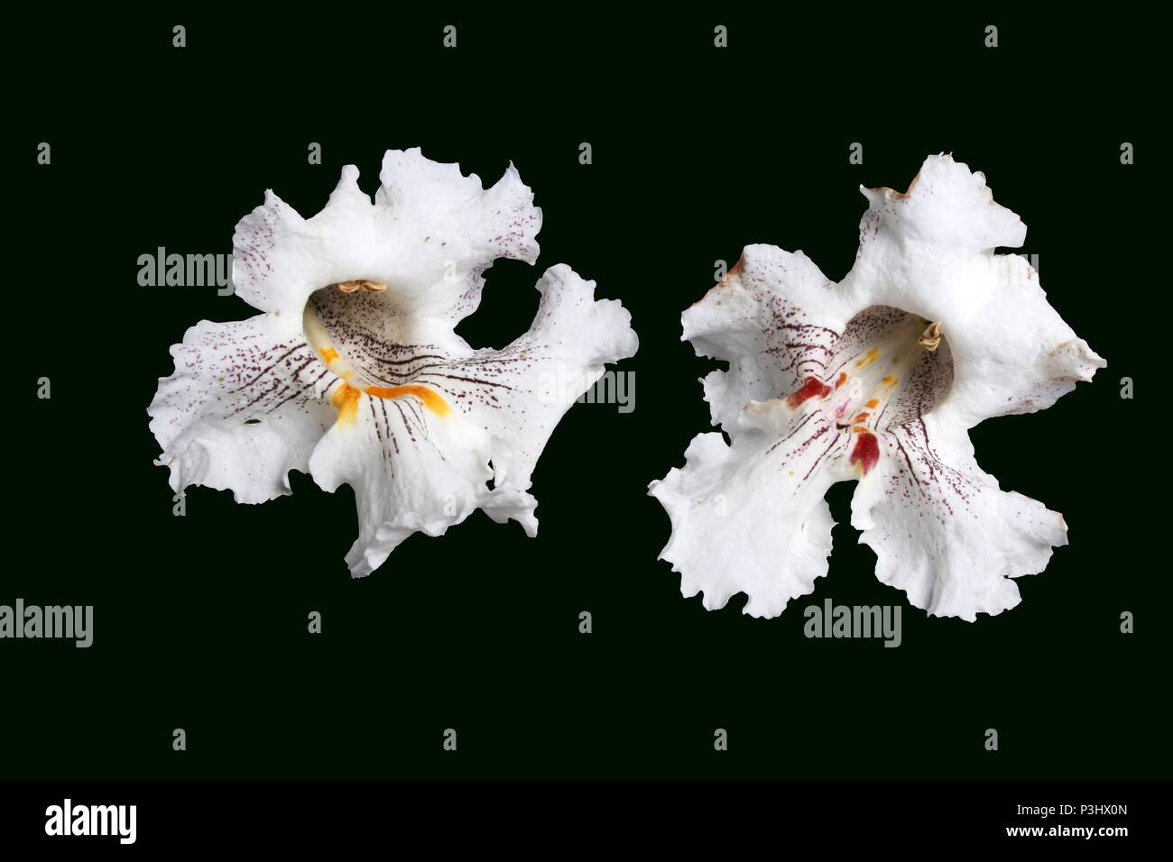 Studio shot di fiori da un Catalpa speciosa, comunemente noto come northern catalpa, Hardy catalpa, western catalpa sigaro tree, catawba-tree, o Foto Stock