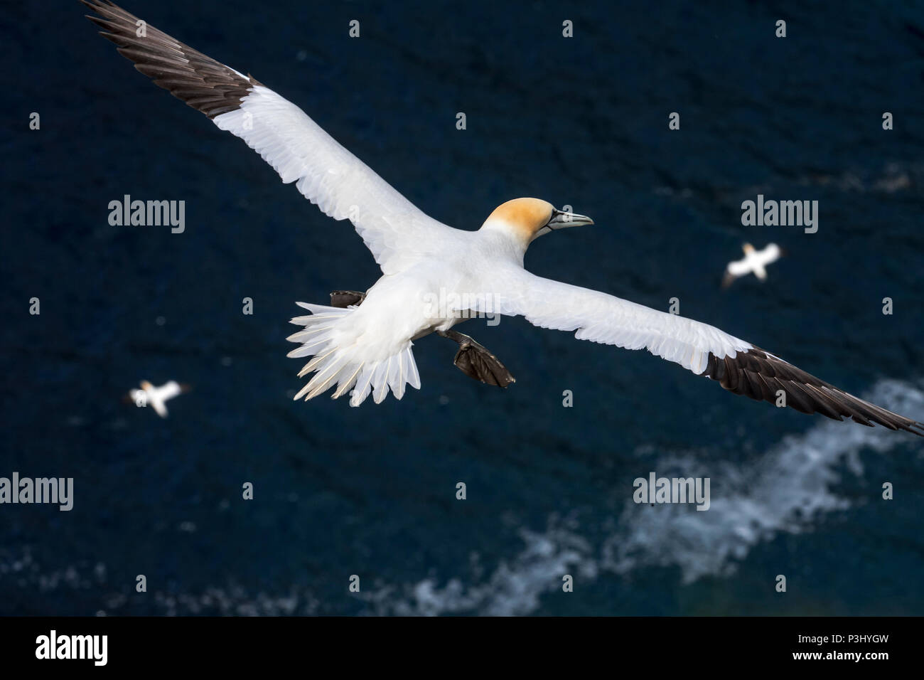 Northern sule (Morus bassanus) in volo volare sull'acqua dell'Oceano Atlantico Foto Stock