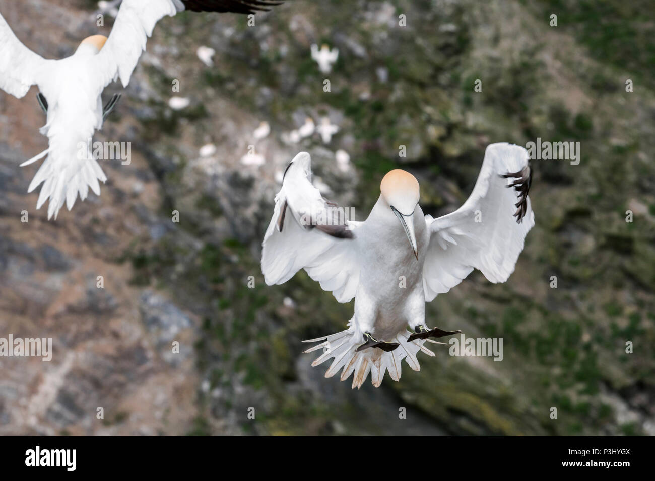 Northern gannet (Morus bassanus) in volo atterraggio sul nido nel mare scogliera di uccelli marini colonia di allevamento in primavera Foto Stock