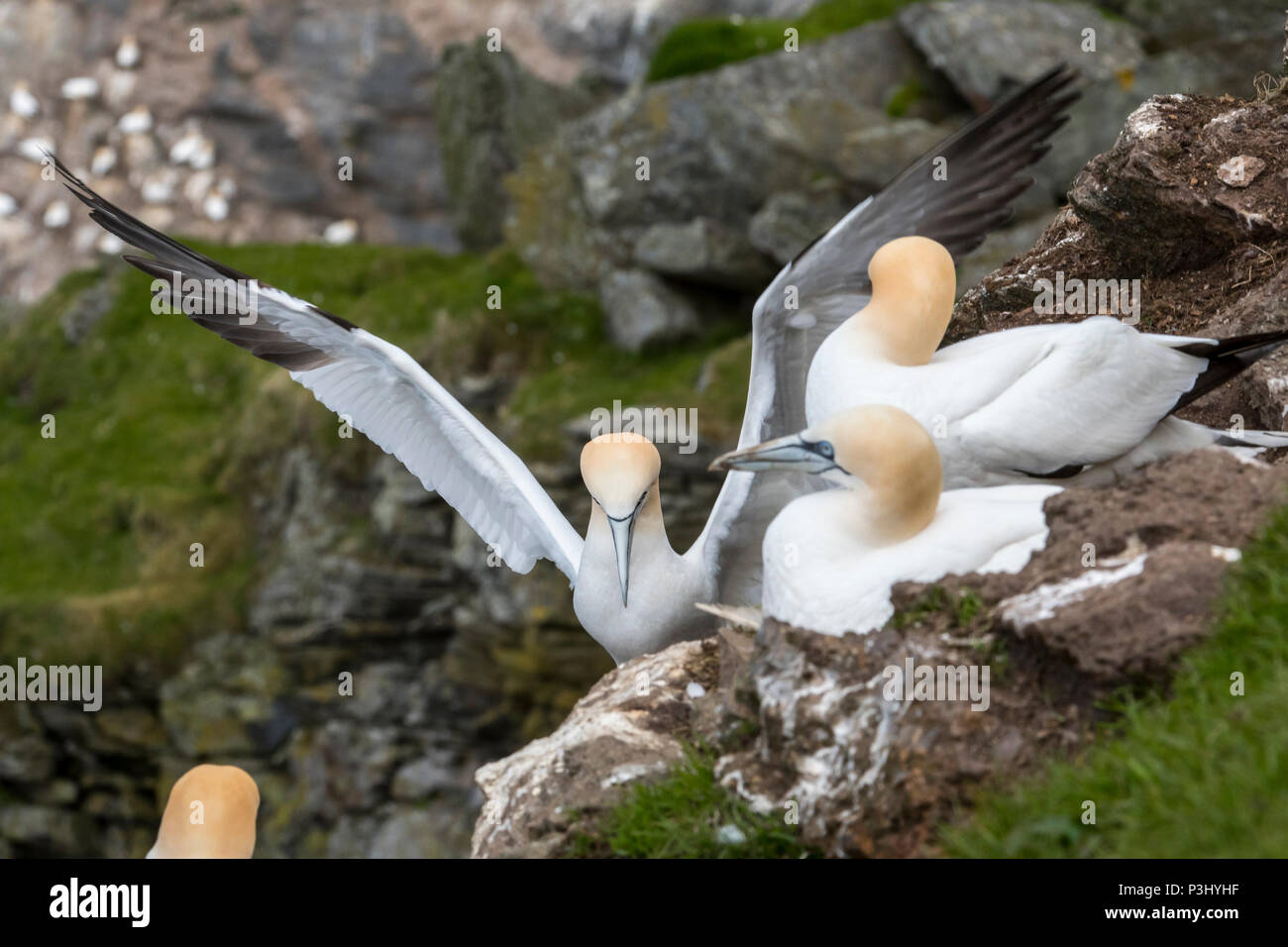 Northern gannet (Morus bassanus) atterra sul nido nel mare scogliera di uccelli marini colonia di allevamento in primavera Foto Stock