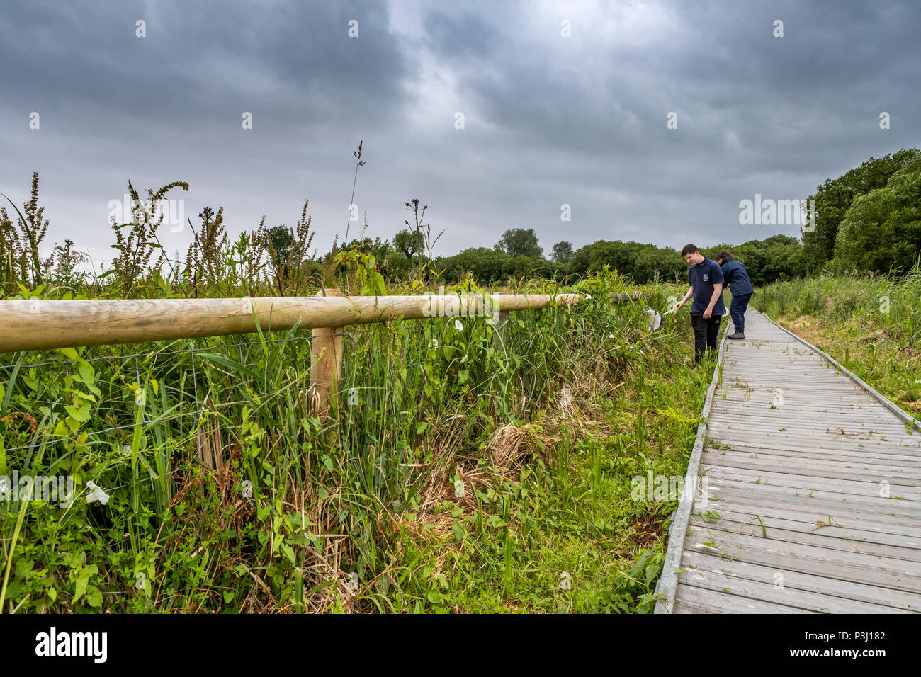 4pm sabato 16 giugno 2018. Magor Marsh Riserva Naturale, Magor, nel Galles del Sud. Regno Unito meteo temporali di pioggia rovinano il previsto e per il divertimento di tutta la famiglia giorno e kids Bioblitz Foto Stock