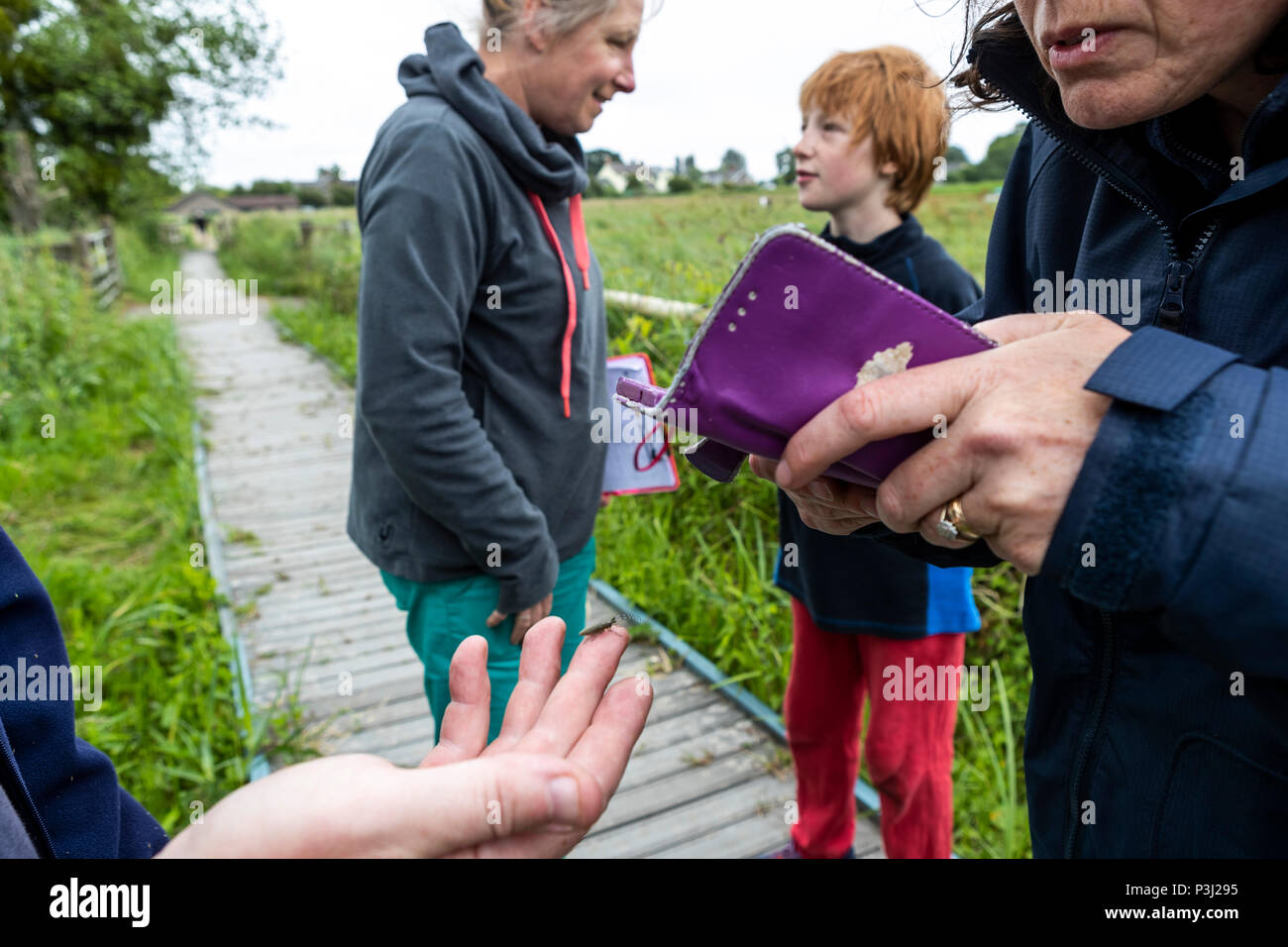 4pm sabato 16 giugno 2018. Magor Marsh Riserva Naturale, Magor, nel Galles del Sud. Regno Unito meteo temporali di pioggia rovinano il previsto e per il divertimento di tutta la famiglia giorno e kids Bioblitz Foto Stock