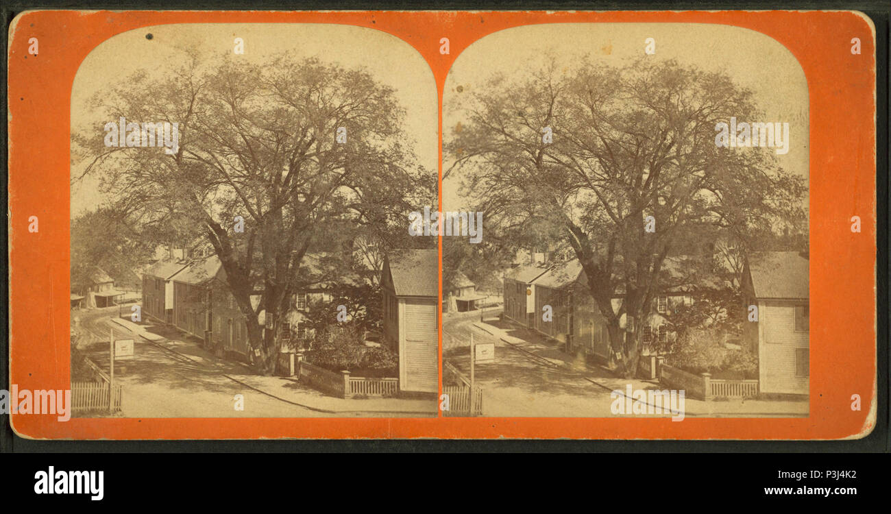 . Vista di una strada residenziale e dominato da un grande albero. Elemento digitale pubblicata 6-30-2005; aggiornato 2-13-2009. 356 vista di una strada residenziale e dominato da un grande albero, da Robert N. Dennis raccolta di vista stereoscopica Foto Stock