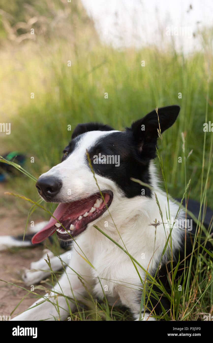 Border Collie in posa lungo erba verde Foto Stock