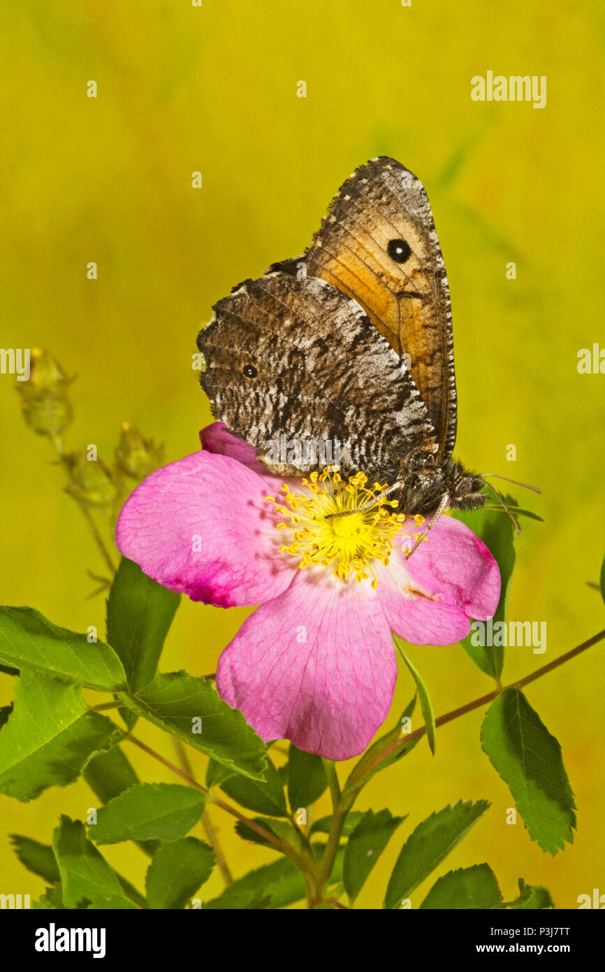 Ritratto di un maschio grande Arctic butterfly, Oeneis nevadensis, appoggiato su di una rosa selvatica di fiori selvaggi nella cascata montagne centrali di Oregon. Foto Stock