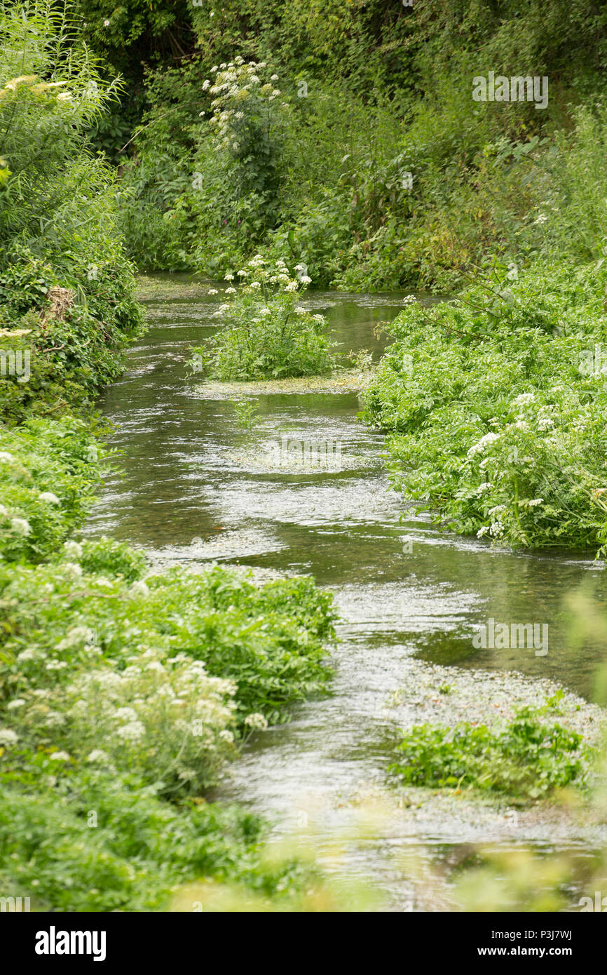 Acqua Shreen chalkstream sotto la piccola città di mera nel WILTSHIRE REGNO UNITO. Shreen acqua è un affluente del Dorset Stour river e unisce il Dorset S Foto Stock