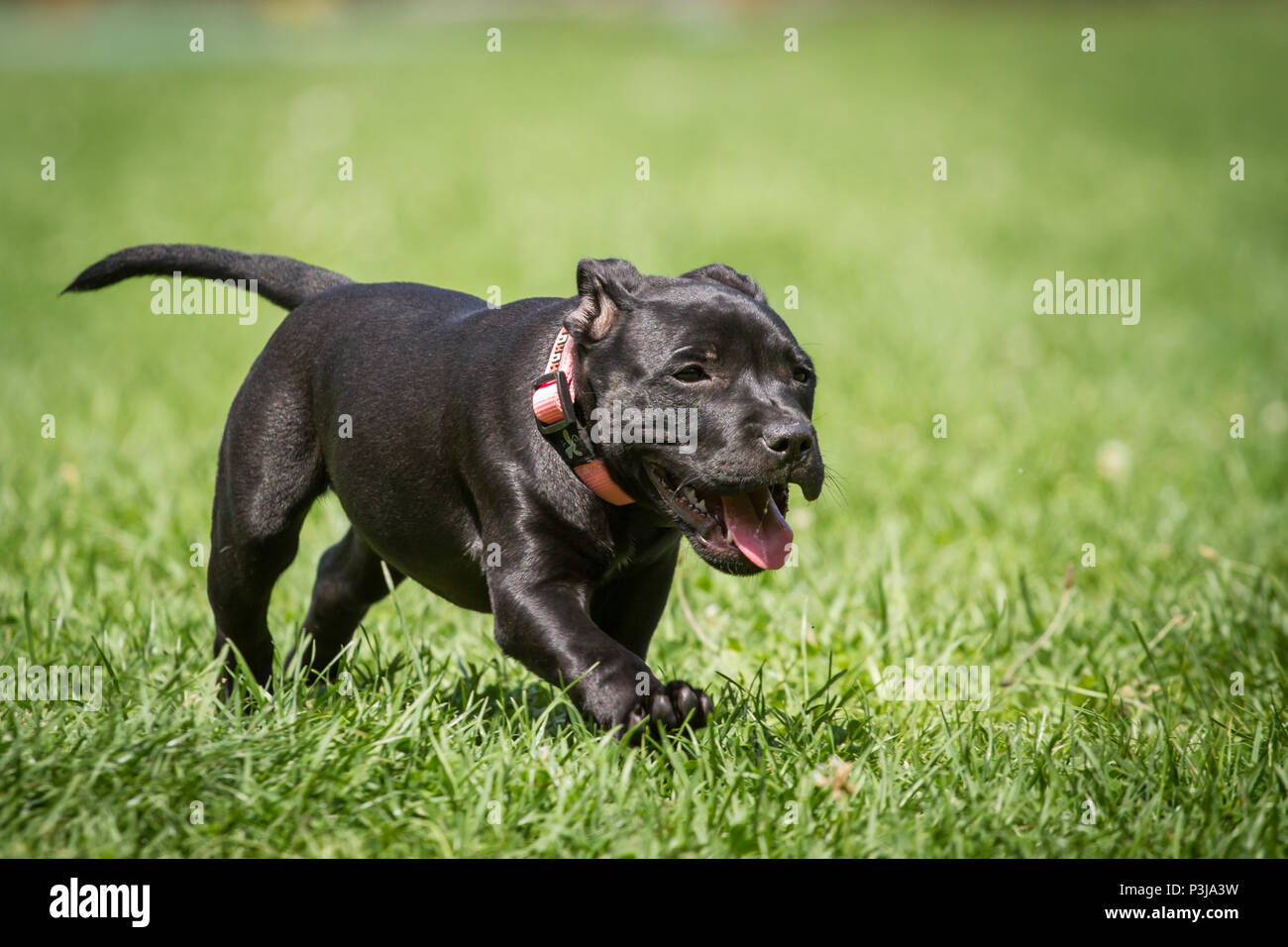 Nero Staffordshire Bull Terrier cucciolo in esecuzione su un prato Foto Stock