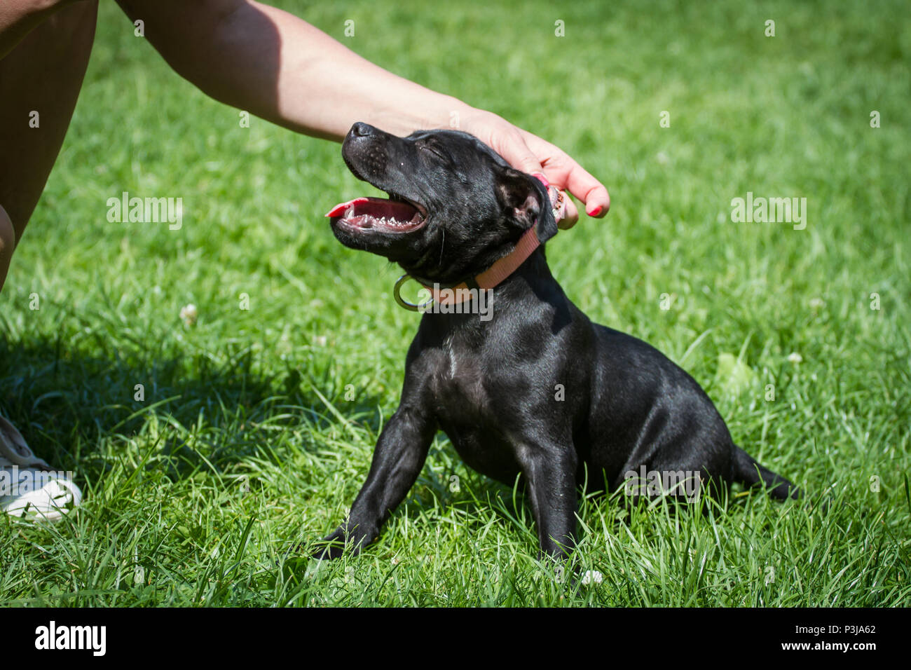 Nero Staffordshire Bull Terrier cucciolo seduto su un prato Foto Stock