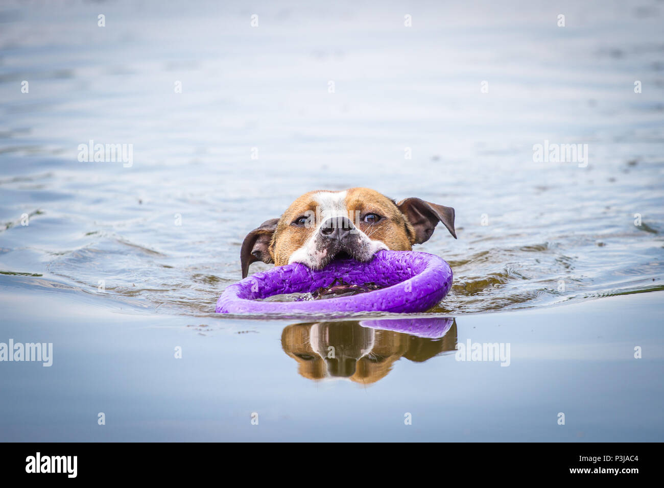 Bulldog che nuota in uno stagno in una calda giornata estiva Foto Stock