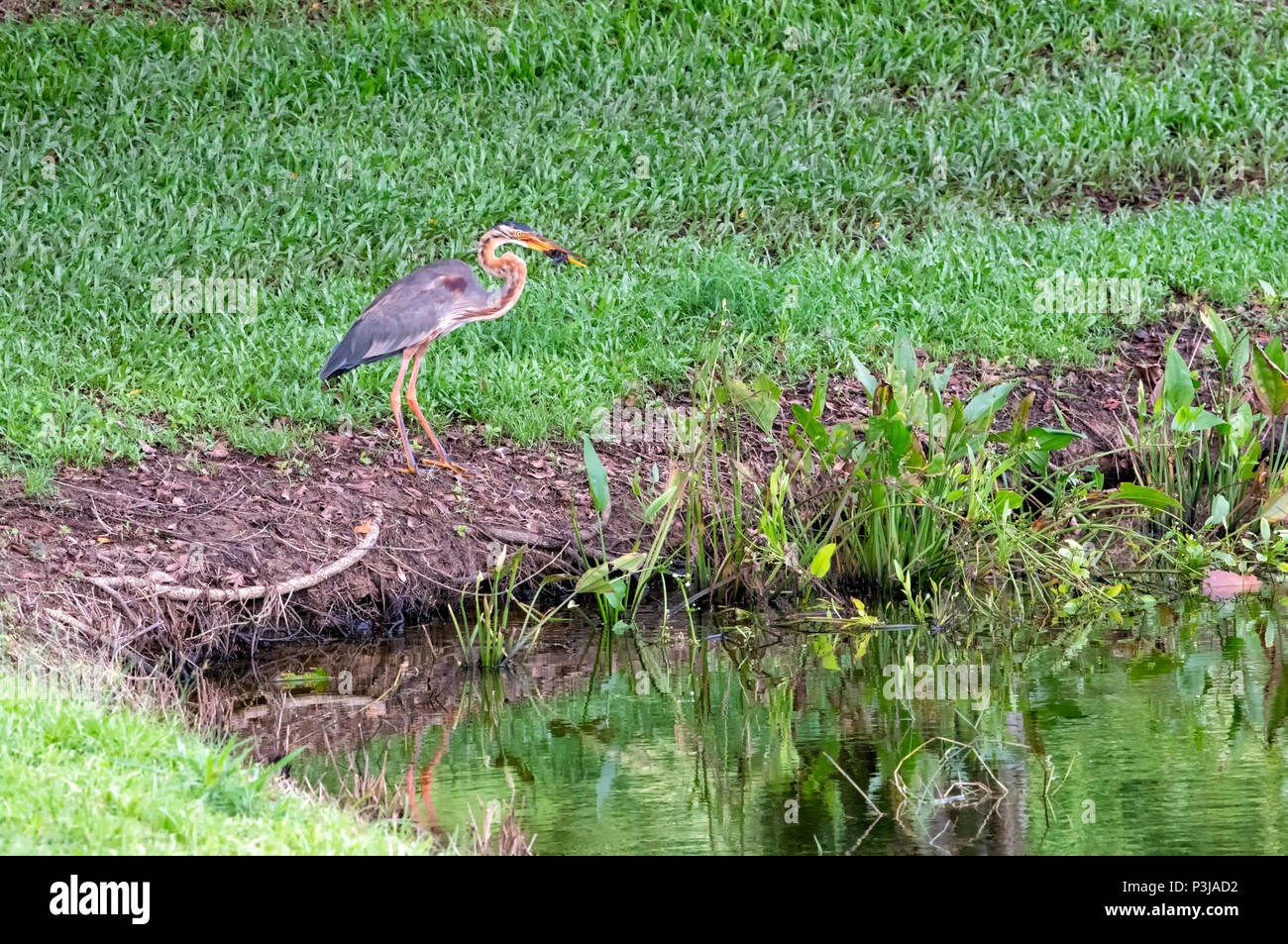 Airone rosso (Ardea purpurea) a caccia di prede in corrispondenza del bordo di uno stagno a Kota Kinabalu, Sabah Borneo, Malaysia Foto Stock