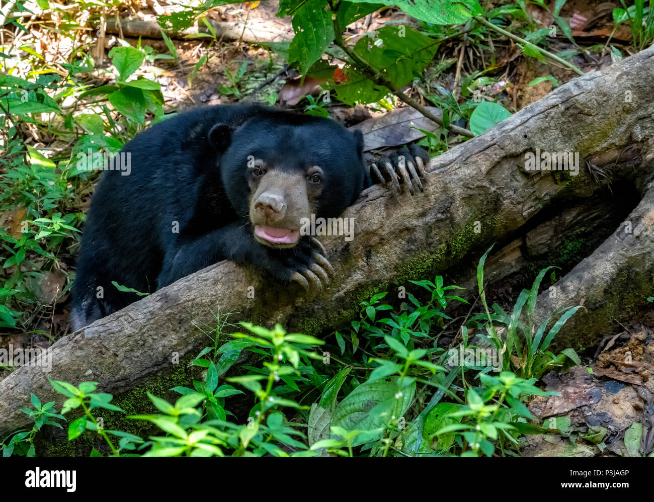 Un Sun Bear (Helarctos malayanus) poggiante su un registro nella foresta pluviale al Bornean Sun Bear Conservation Centre di Sepilok e Sandakan, Borneo Malaysia Foto Stock