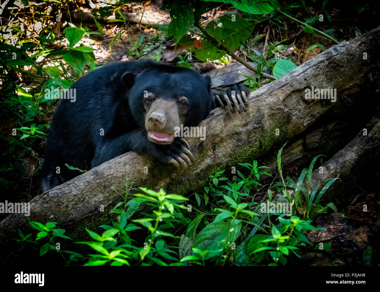 Un Sun Bear (Helarctos malayanus) poggiante su un registro nella foresta pluviale al Bornean Sun Bear Conservation Centre di Sepilok e Sandakan, Borneo Malaysia Foto Stock