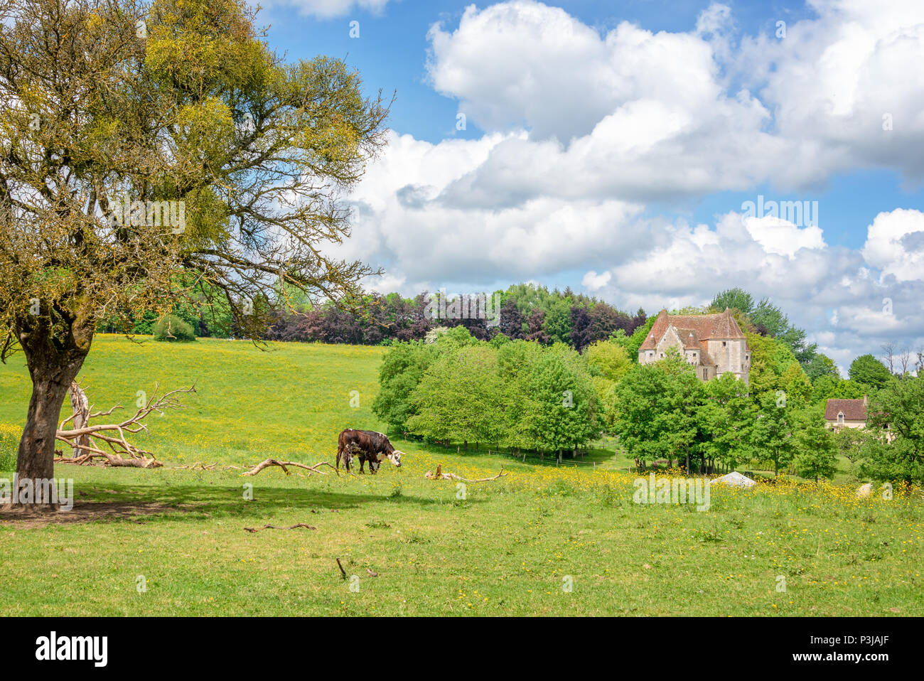 Mucca al pascolo in un prato, old manor in background, Francese paesaggio di campagna in provincia perche, Francia Foto Stock
