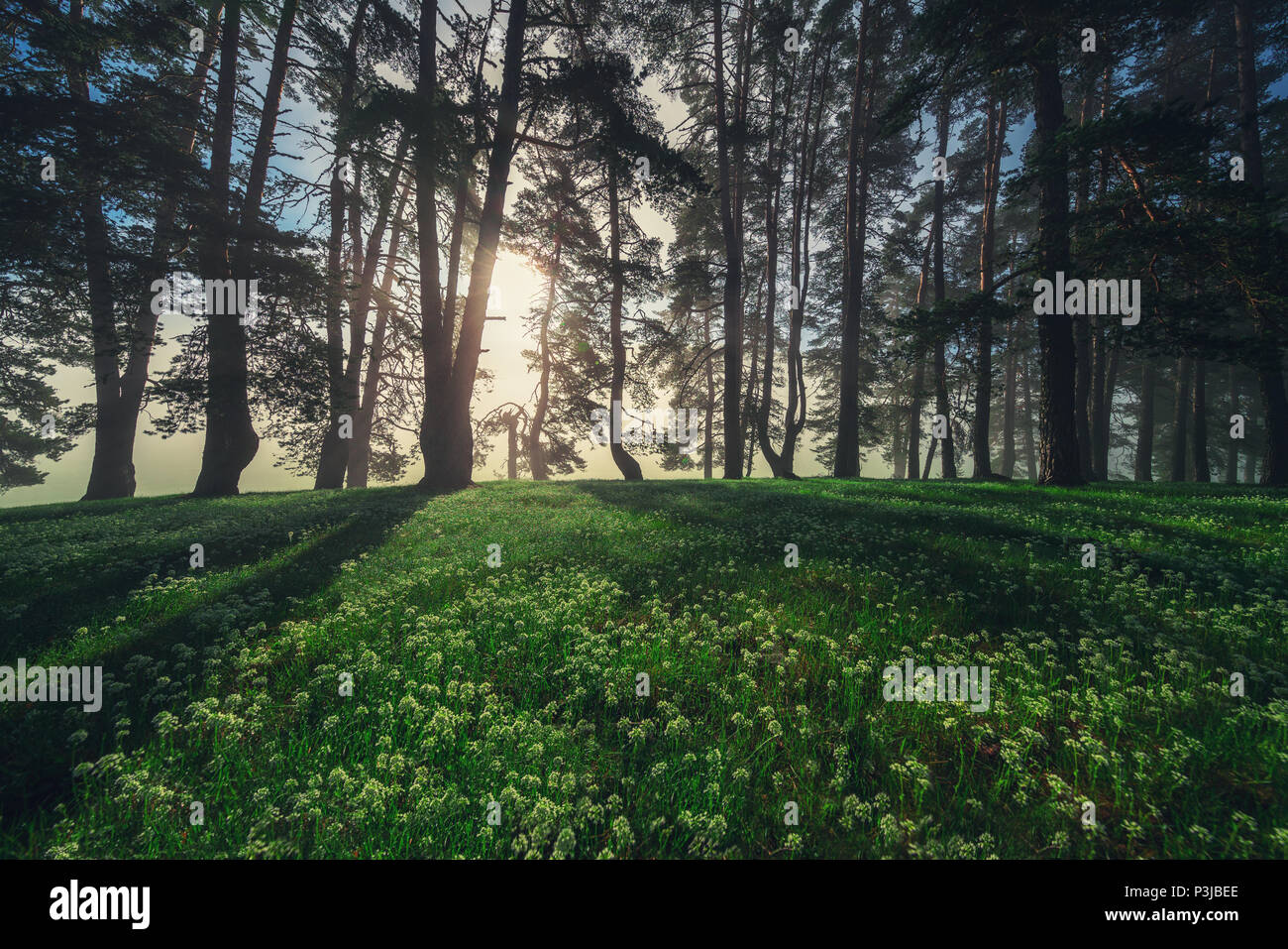Paesaggio forestale e la nebbia di mattina in primavera. Foto Stock