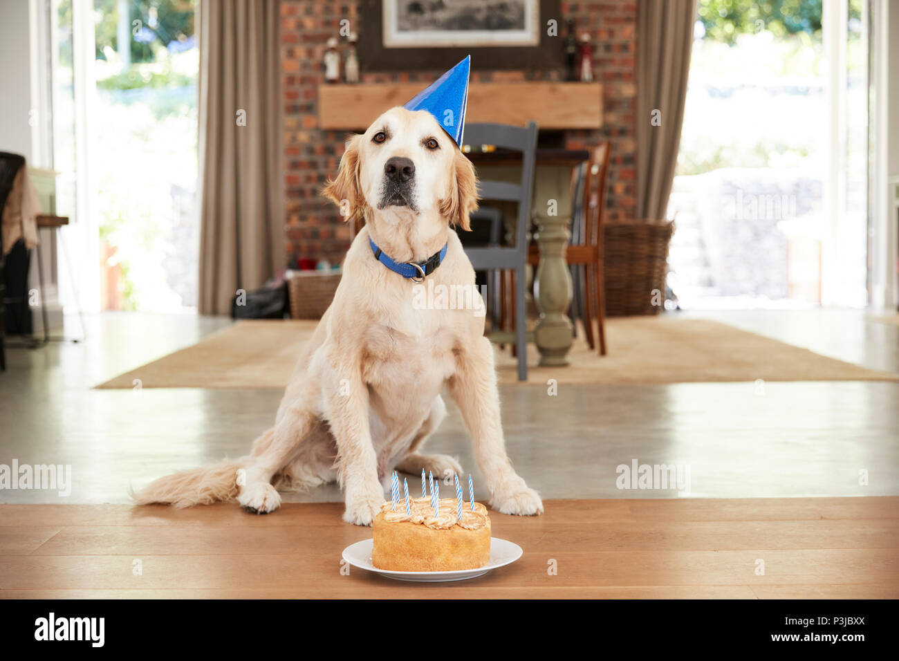 Il Pet labrador cane festeggia il compleanno a casa Foto Stock