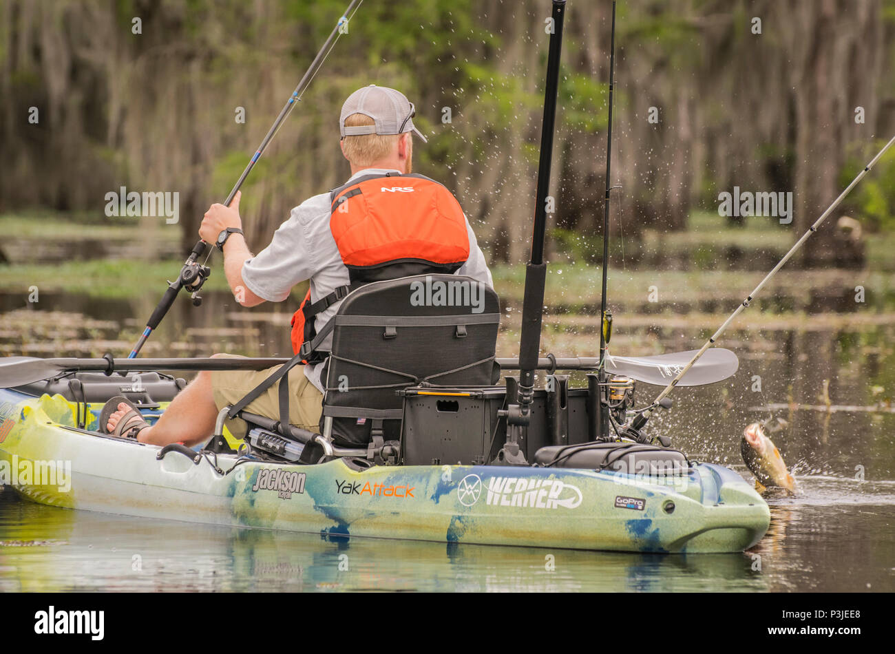 Il pescatore con catturato bass pesce, Caddo Lake, Texas, Stati Uniti d'America Foto Stock