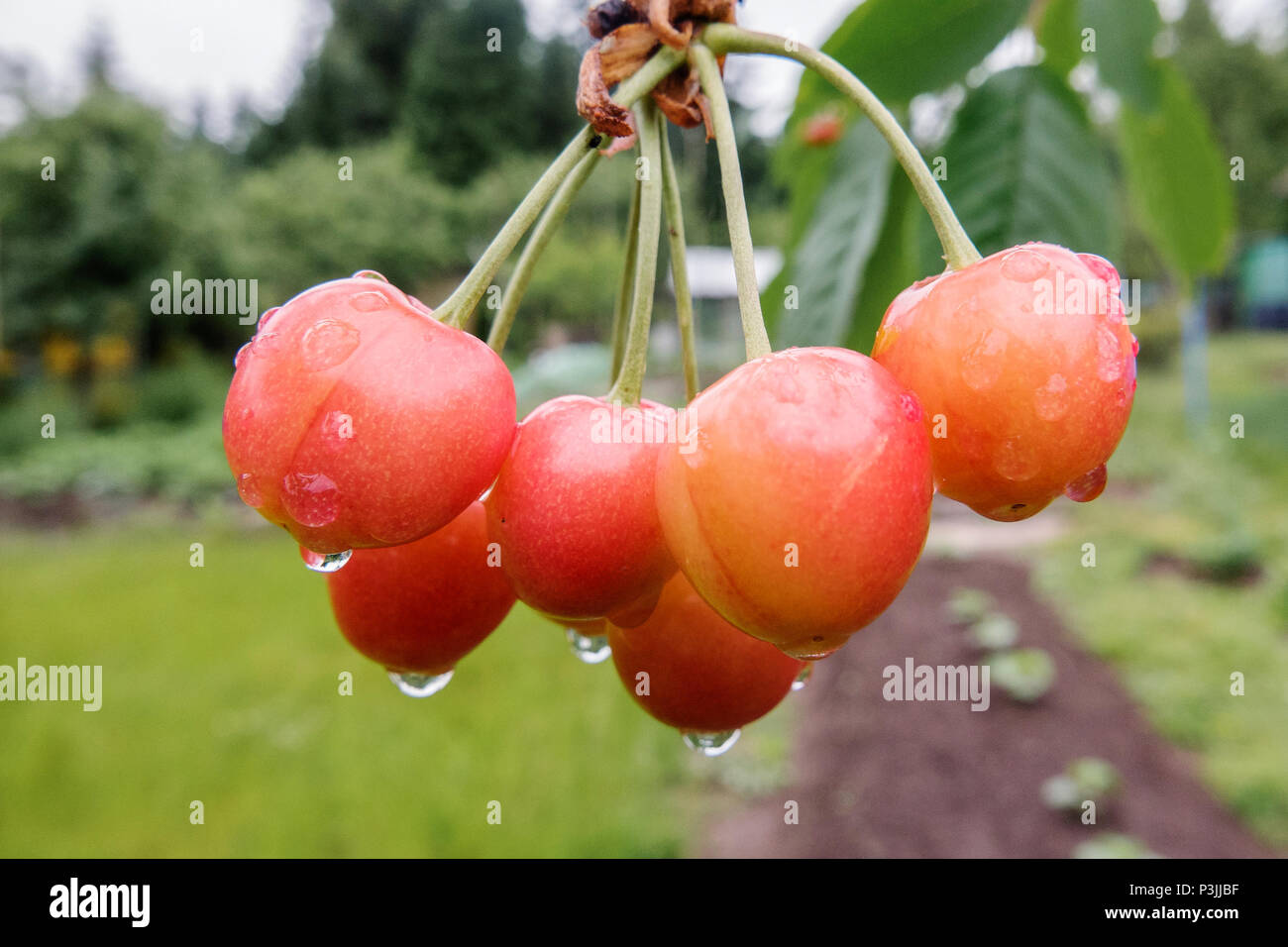La ciliegia bacche sui rami con gocce di acqua dopo la pioggia. freschezza Foto Stock