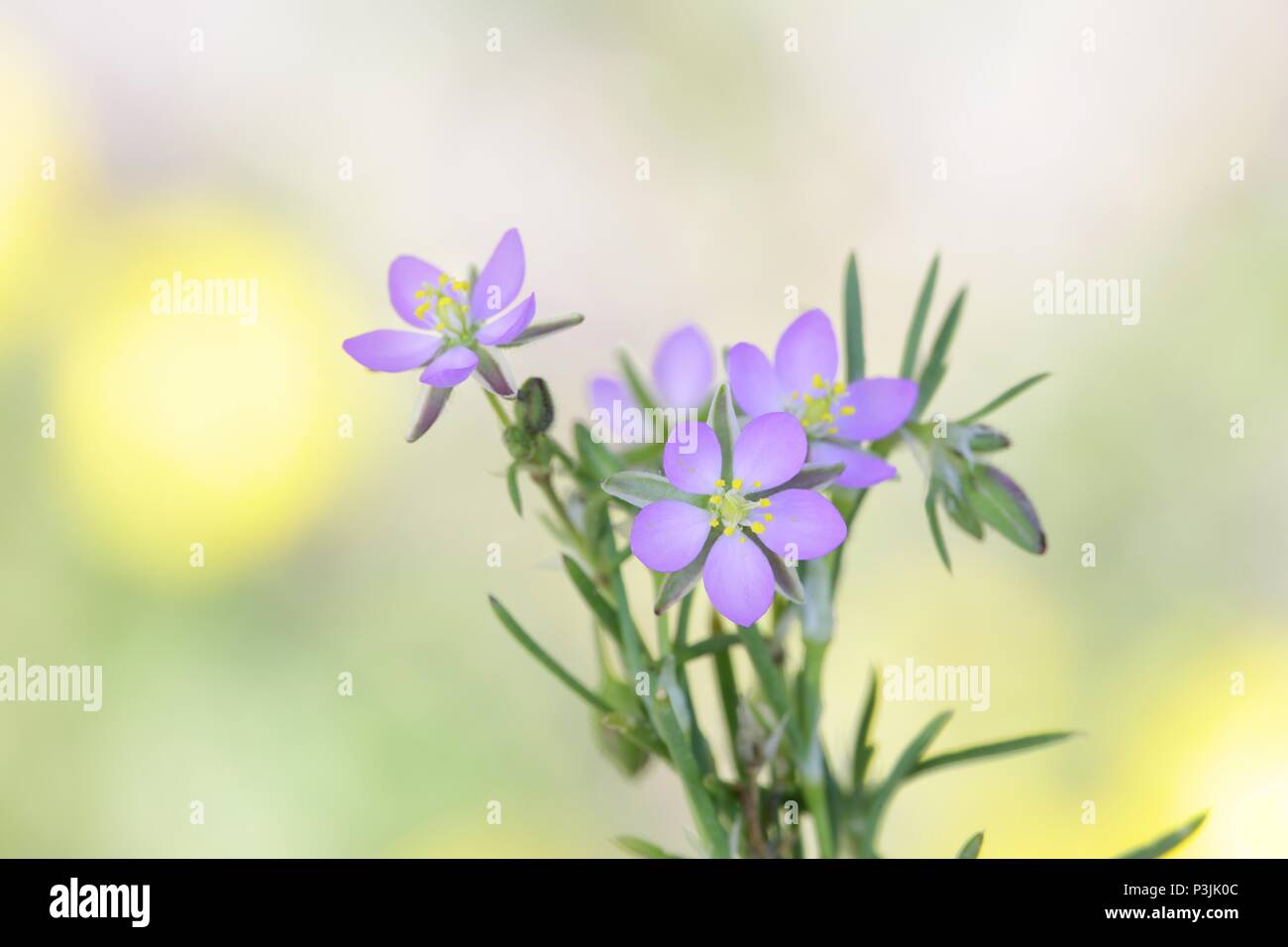 Sale sandspurry o minore del mare, spurrey Spergularia salina Foto Stock