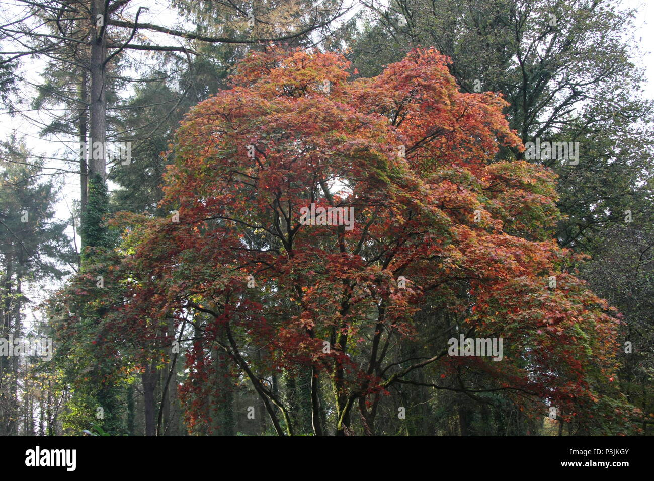 Parc Glynllifon Foto Stock