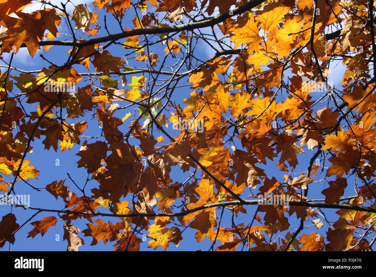 Betws y Coed Foto Stock