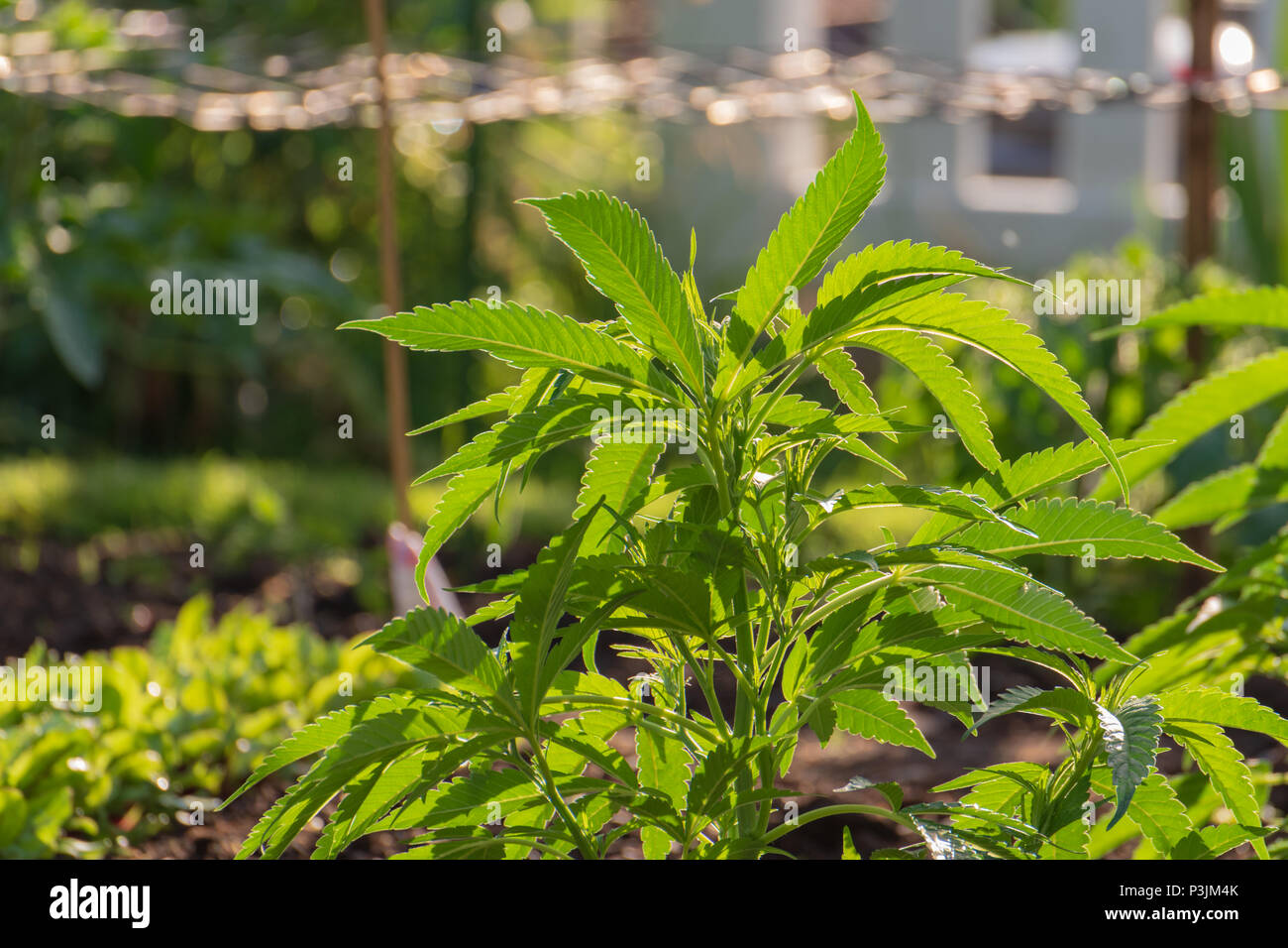 Le piante di marijuana di crescere in un ambiente urbano home garden. Foto Stock