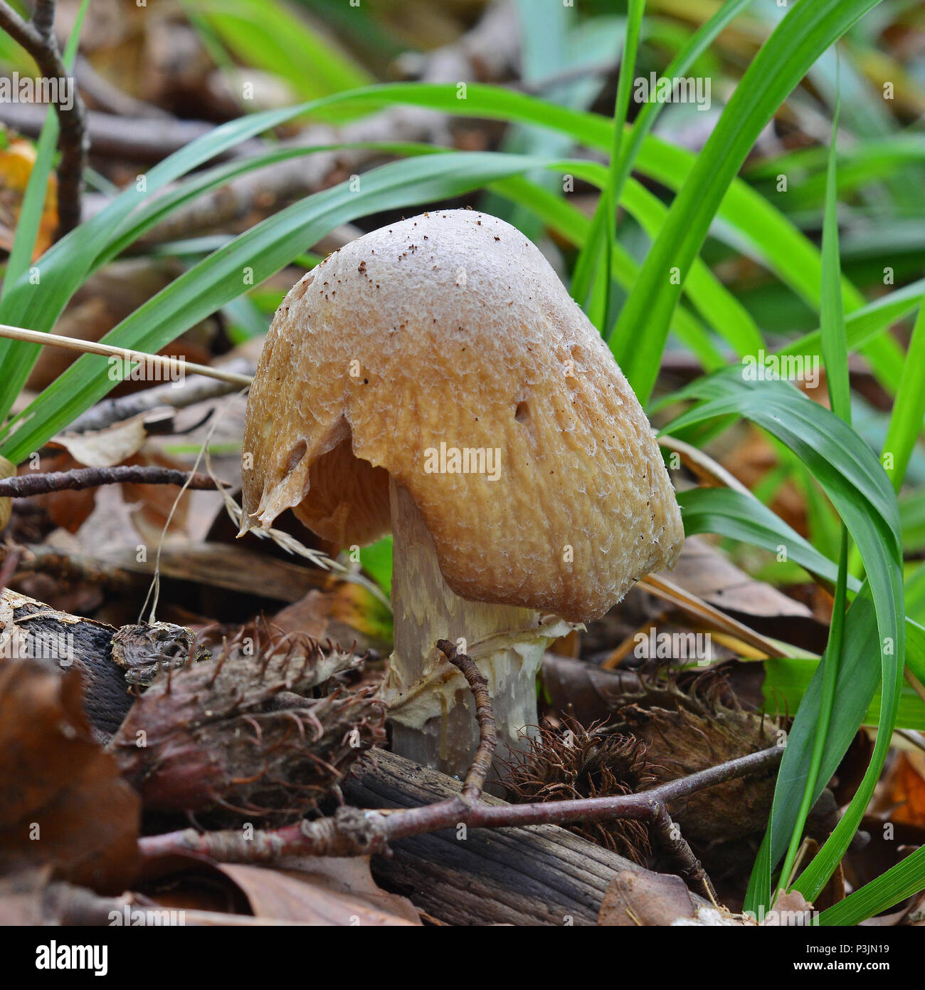 Cortinarius caperatus fungo, noto anche come rozites caperata Foto Stock