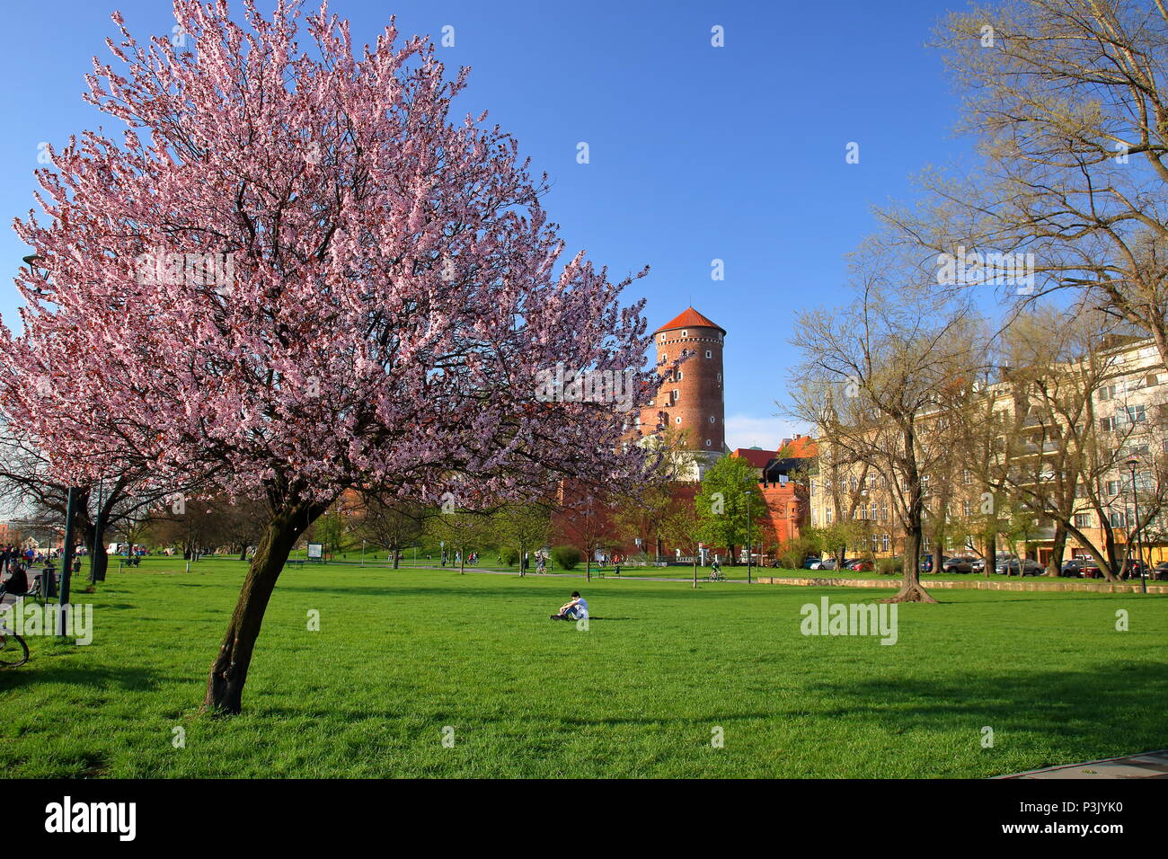 Parcheggiare nelle vicinanze Castello di Wawel a Cracovia, Polonia, molla, albero coperto con fiori di colore rosa, fiore, persone Relax, sit su erba, a piedi Foto Stock