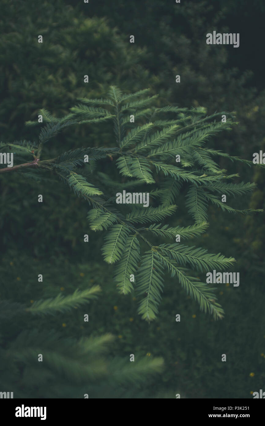 La Moody felci trovati nella foresta Foto Stock