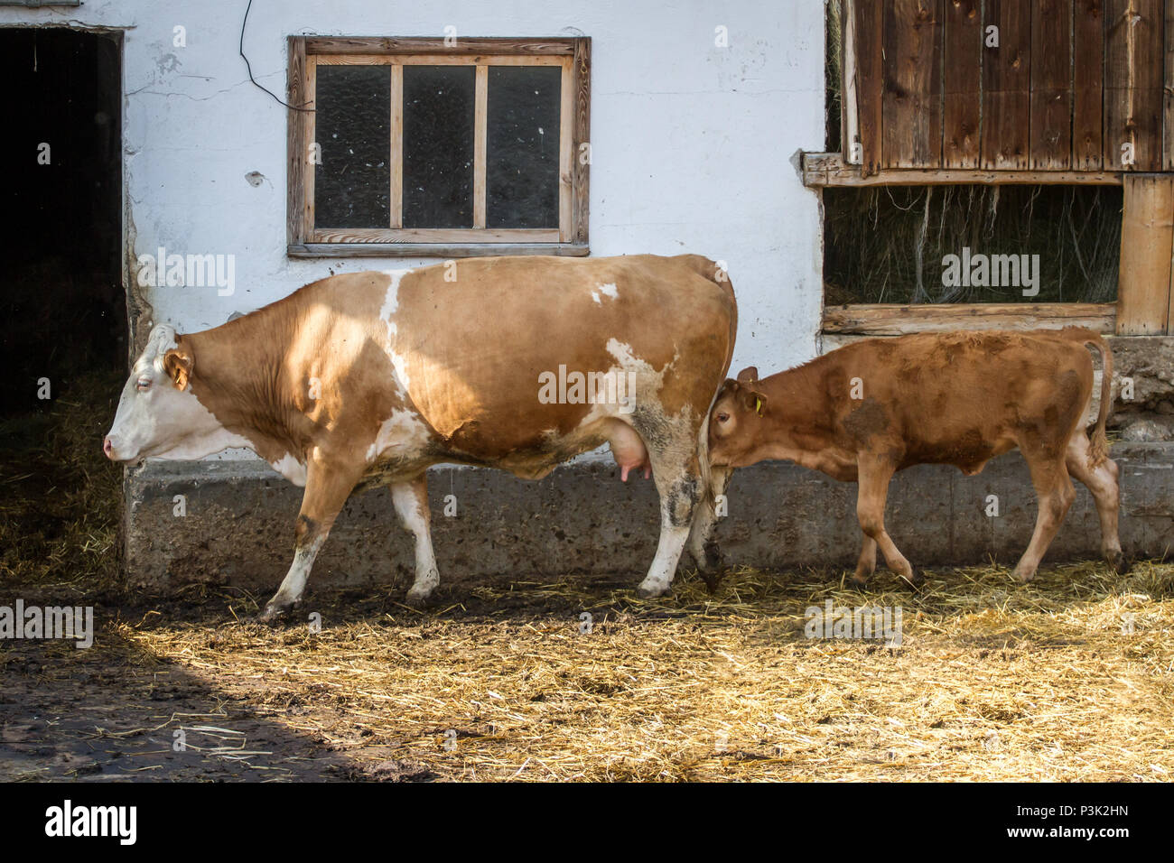 Free-range bovini - madre mucca con il suo vitello (Bos primigenius taurus) Foto Stock