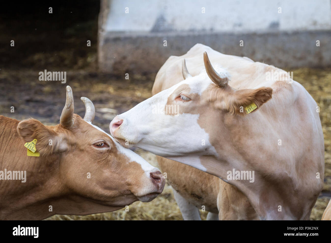 Free-range bovini (Bos primigenius taurus) Foto Stock