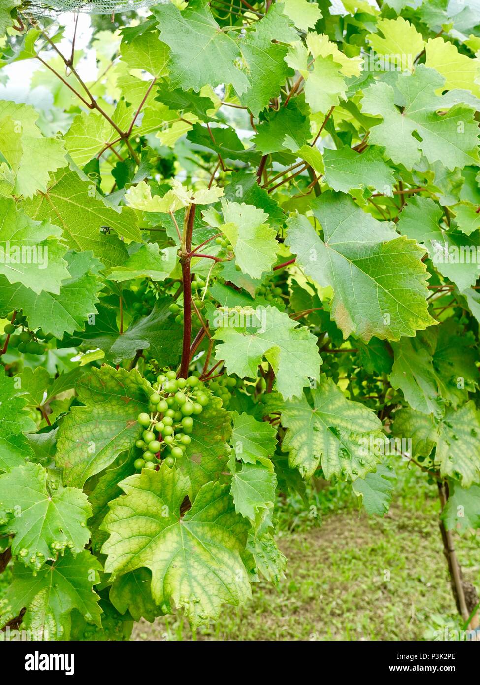 Grappolo di uva immaturi che cresce su un molto frondosi vite in giugno. Nel nord della Francia. Foto Stock