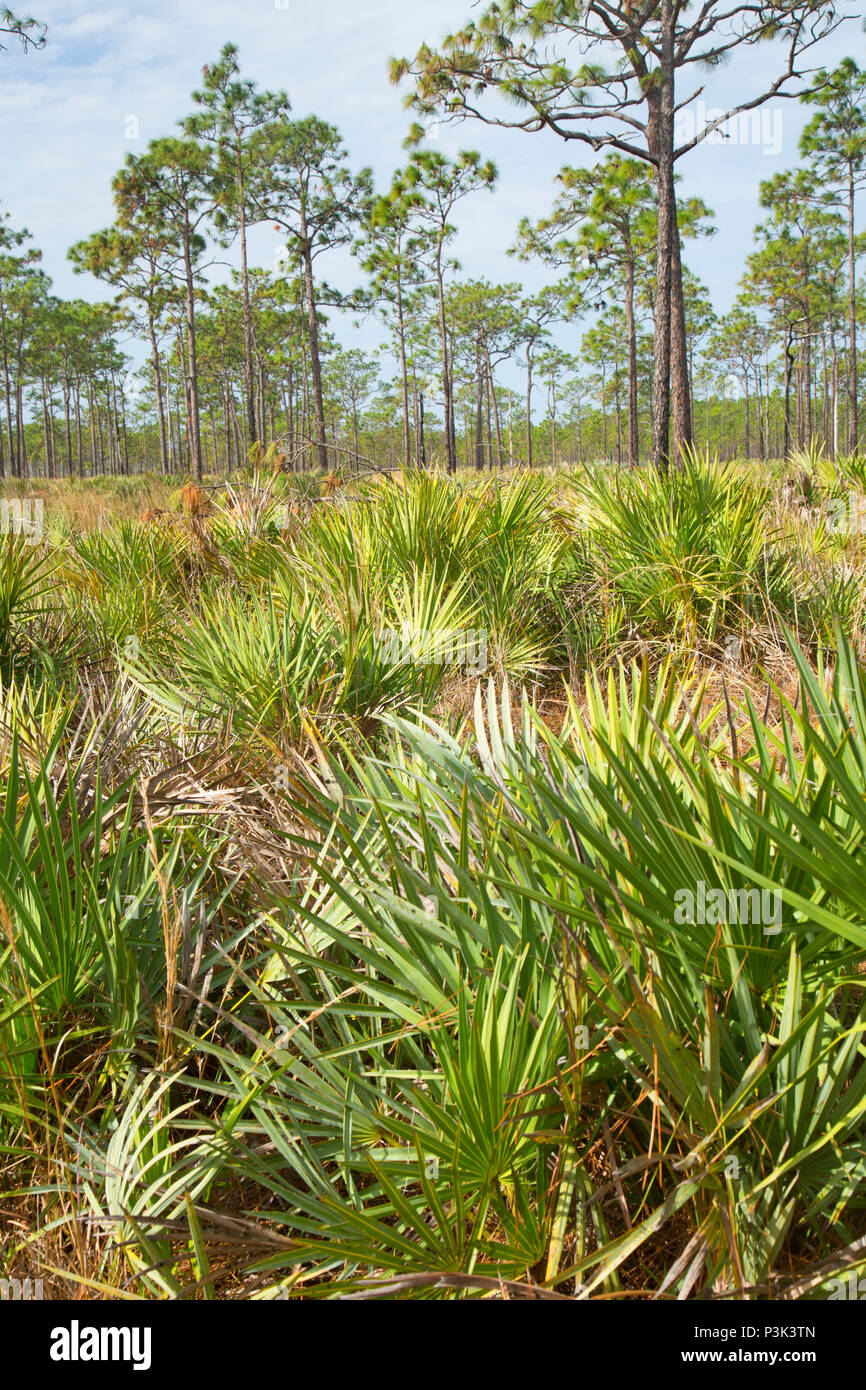 Foresta di Pini, San Sebastian preservare River State Park, Florida Foto Stock
