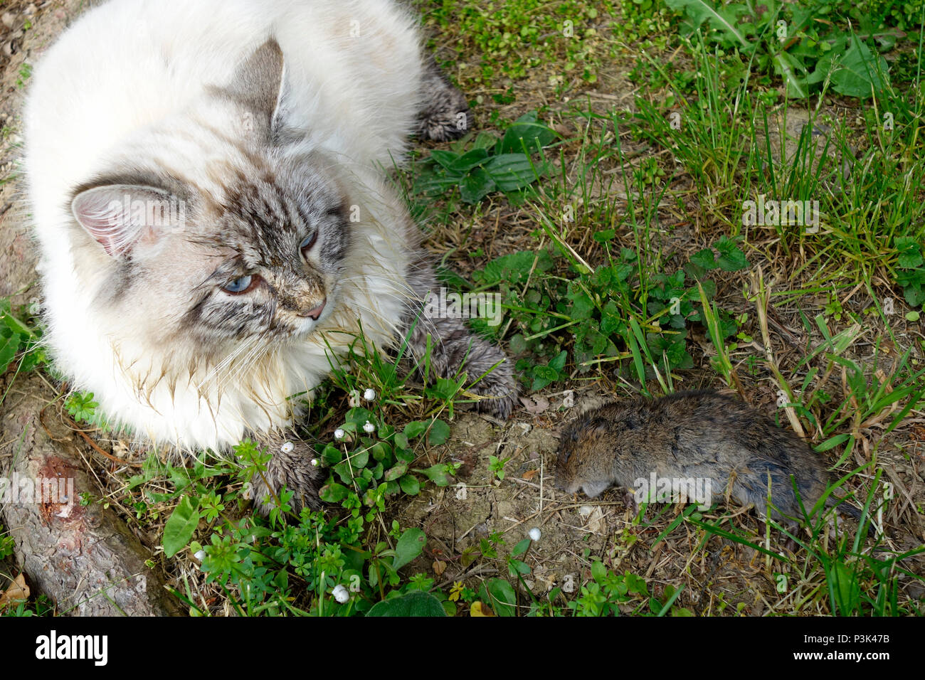 Un gatto con un vole preda. Foto Stock