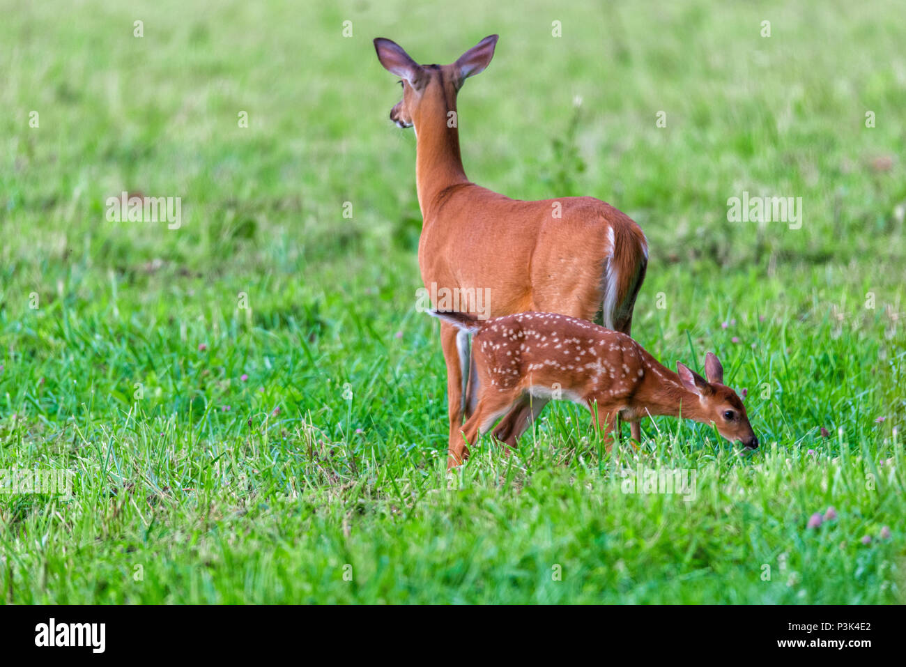 Inquadratura orizzontale di un White Tailed Deer con la sua Capretta in piedi in erba verde. Il cervo è rivolto lontano. Vista laterale del fulvo. Foto Stock
