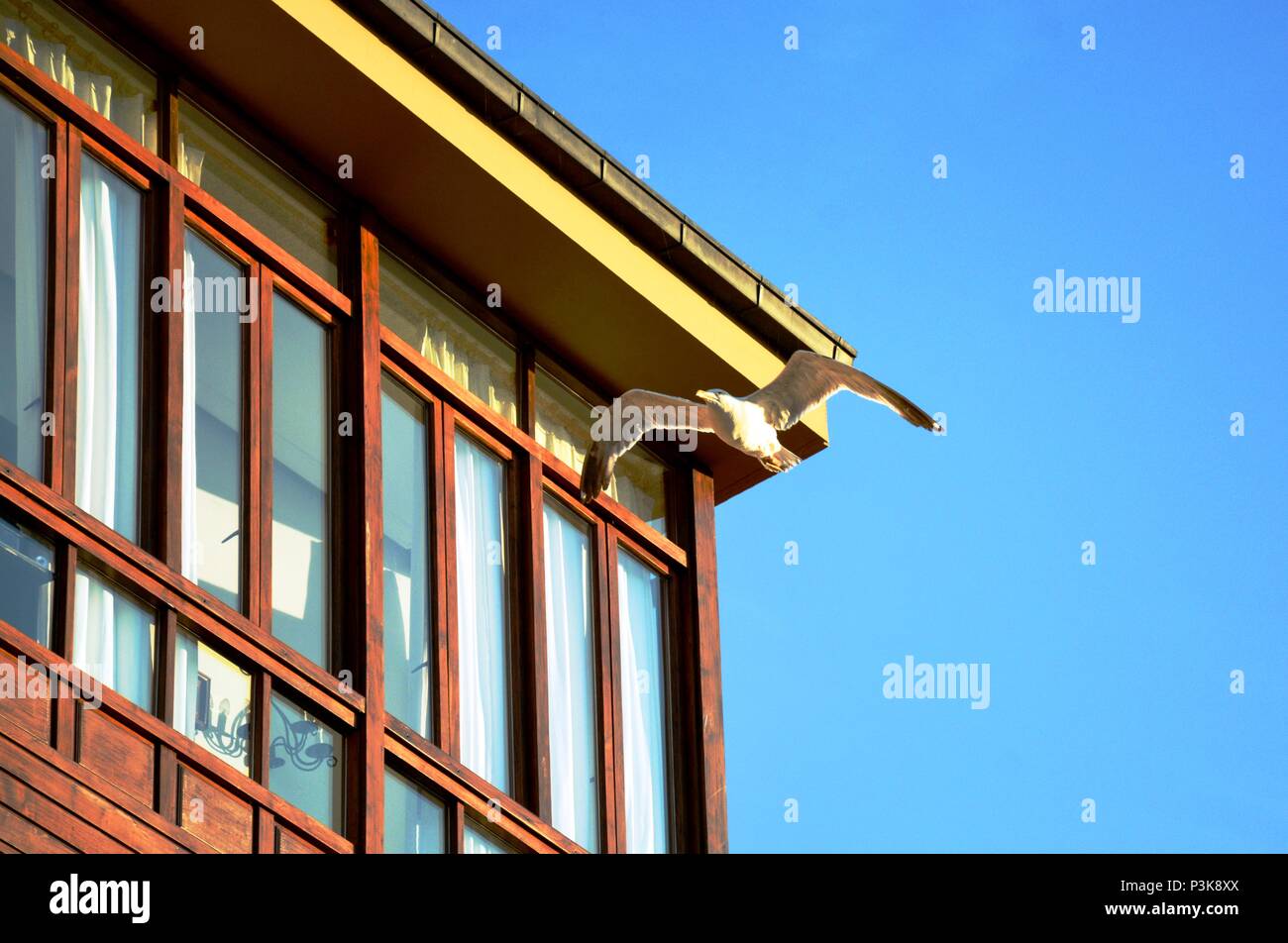Seagull battenti nei pressi di una casa Foto Stock