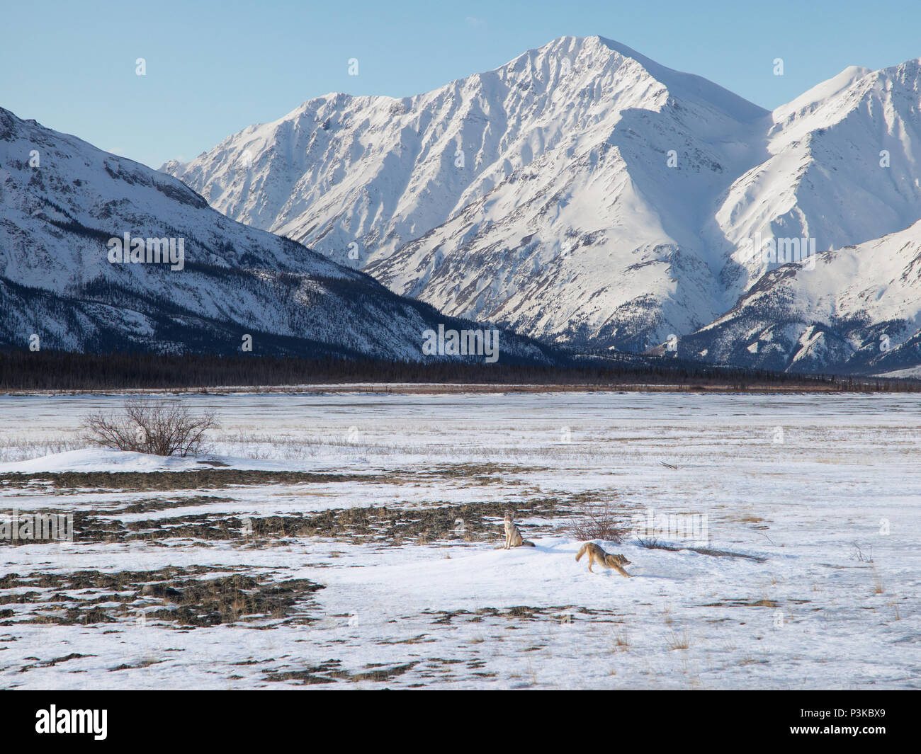 Due i coyote giovane risveglio stretching sonnolenta mattina cold winter snow Yukon Canada Foto Stock