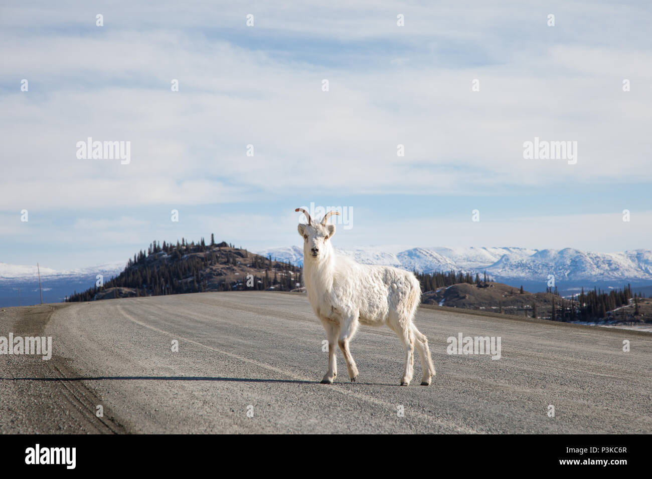 Giovane capra pecore attraversando la strada in Yukon Canada Foto Stock